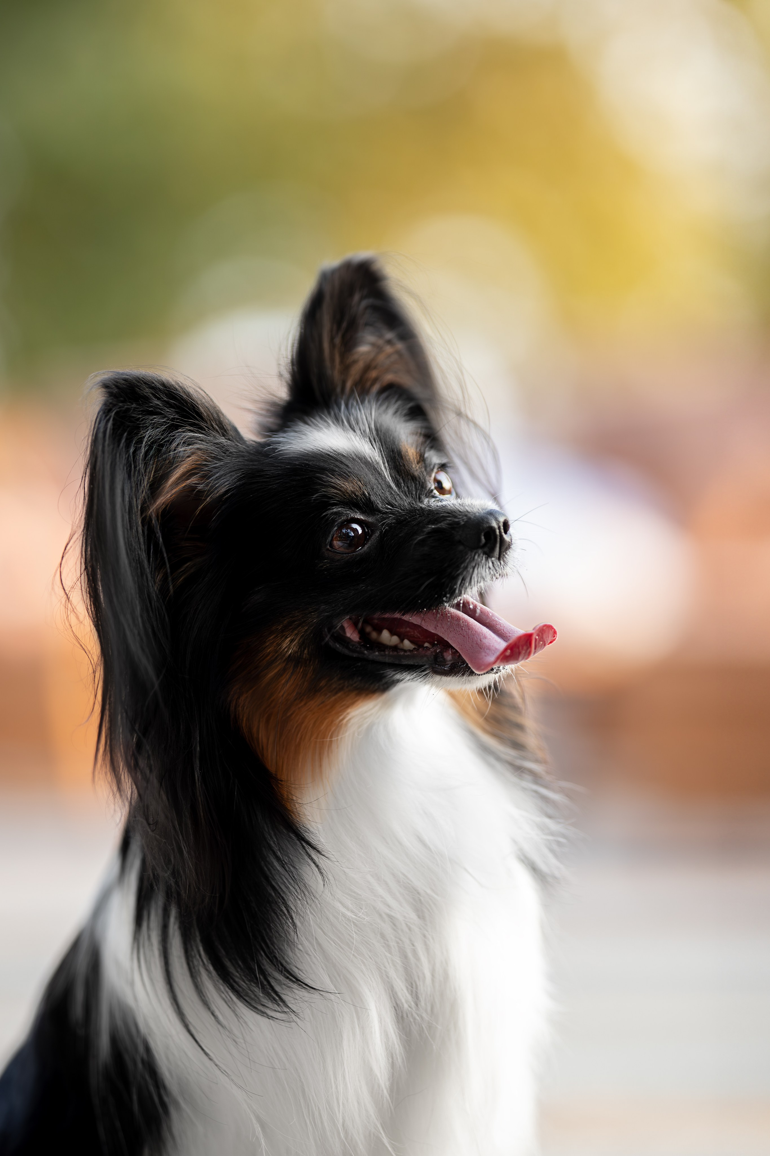 Бэйли, Папийон. Ирина Голомб|Фотограф-анималист в  Сочи и Калининграде