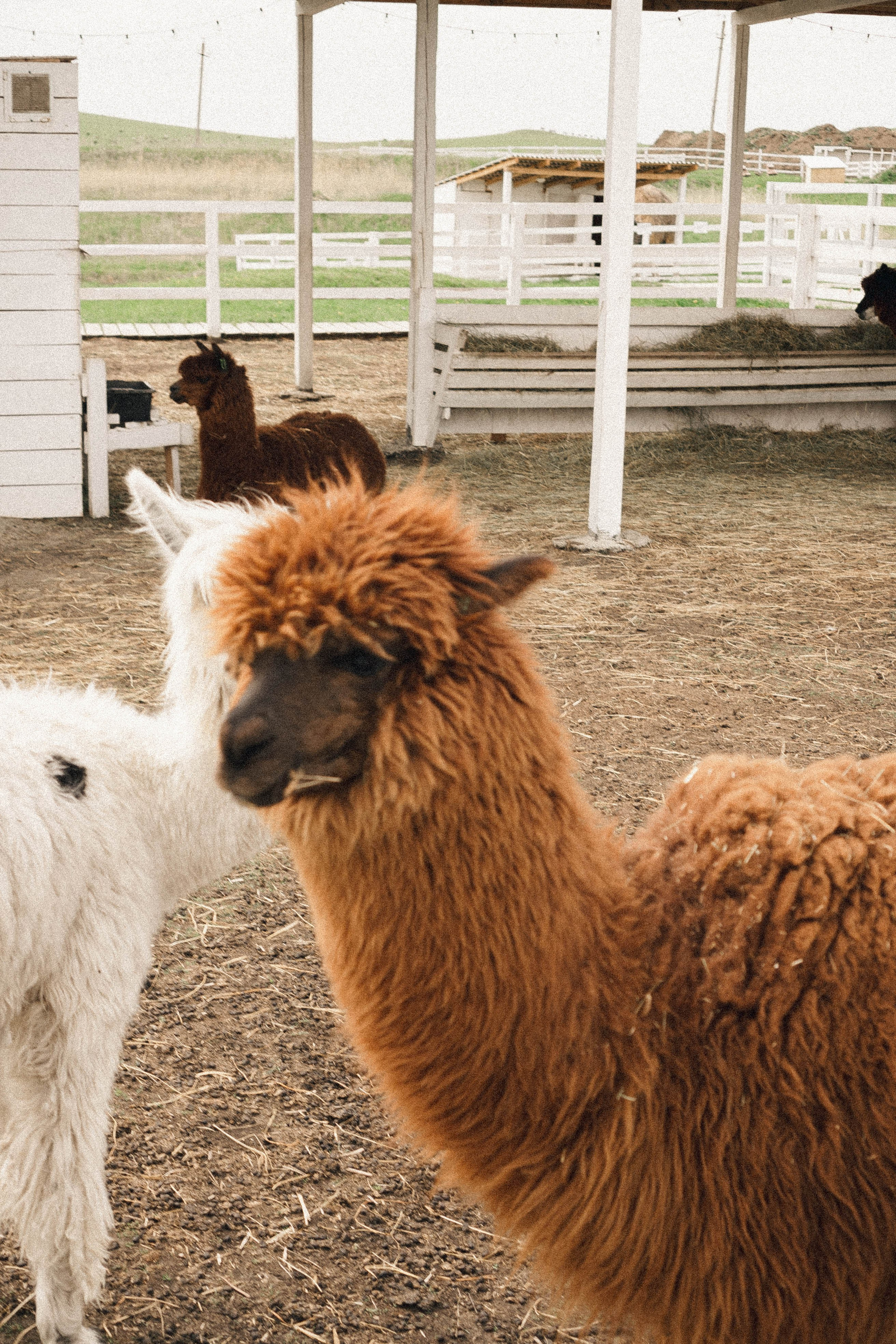 Ферма Альпак. Профессиональный фотограф, Санкт-Петербург — Виктория Богомолова