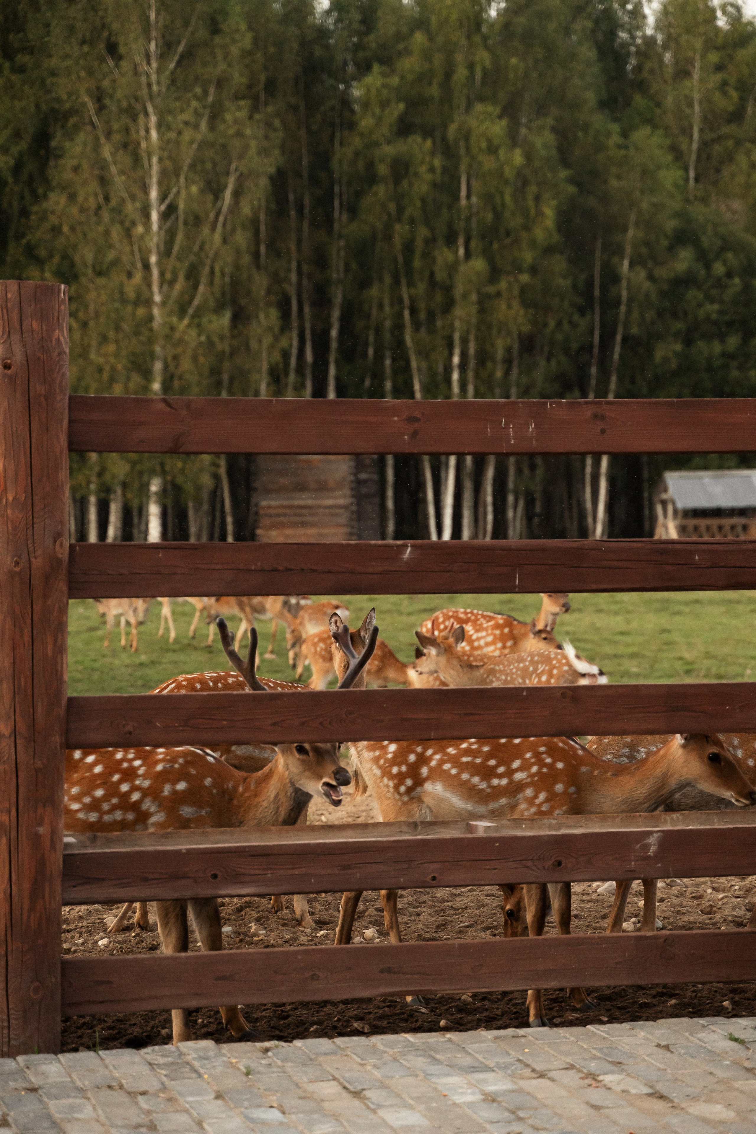 Алина и Сергей. Фотограф Алина Филимонова Тверь