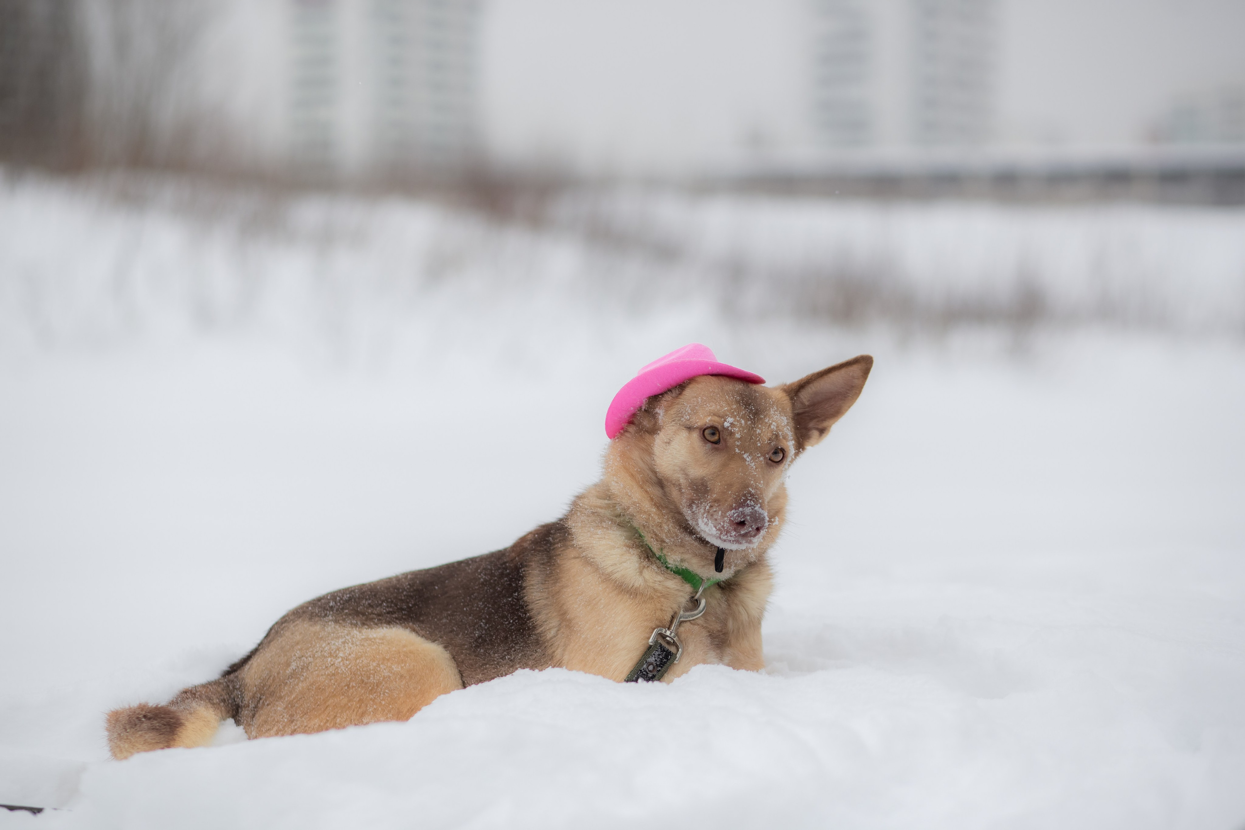 Фотосессии животных. Детский фотограф, фотограф-анималист