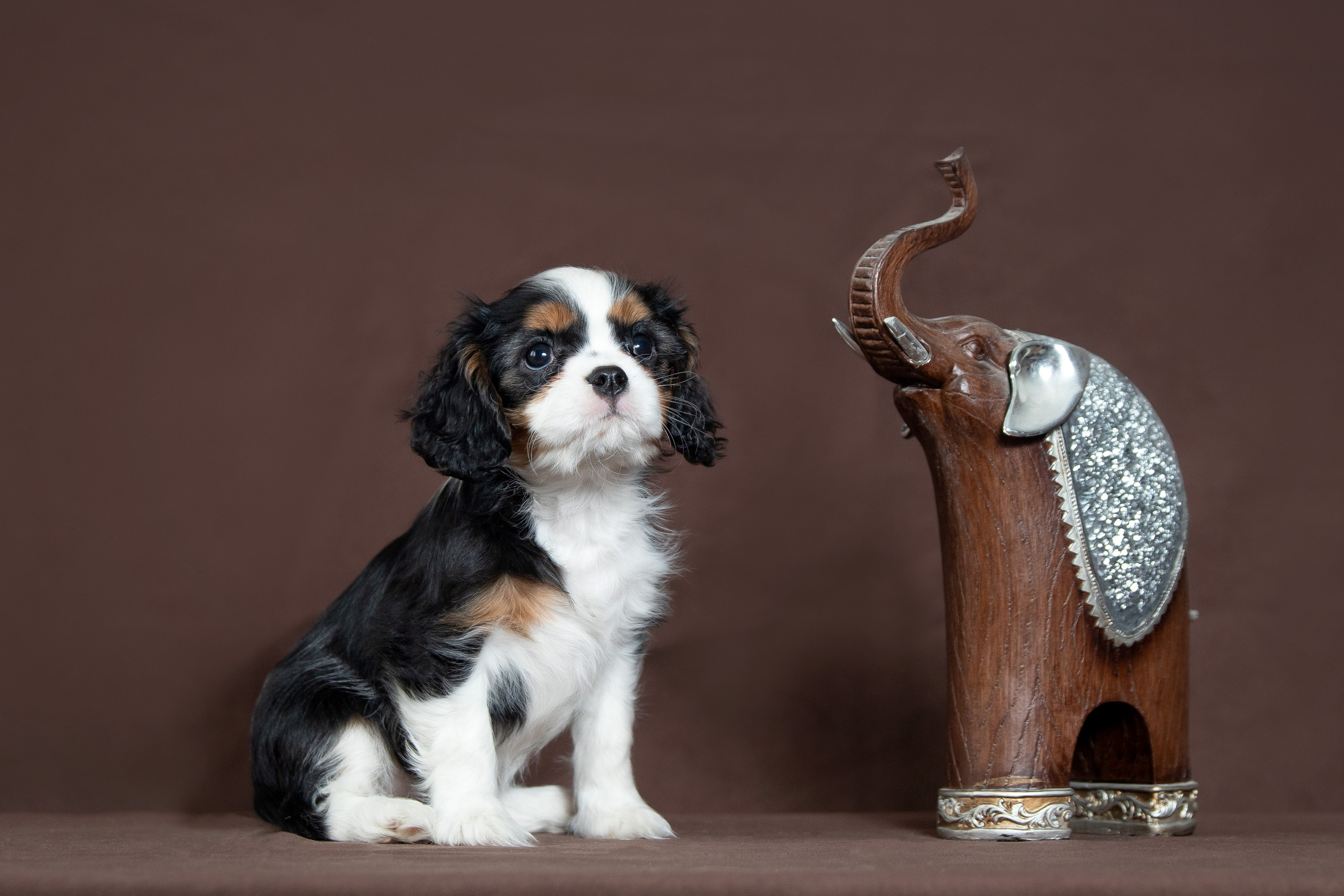 КАВАЛЕР КИНГ ЧАРЛЬЗ СПАНИЕЛЬ. Юлия Микульская. Рыбинск
