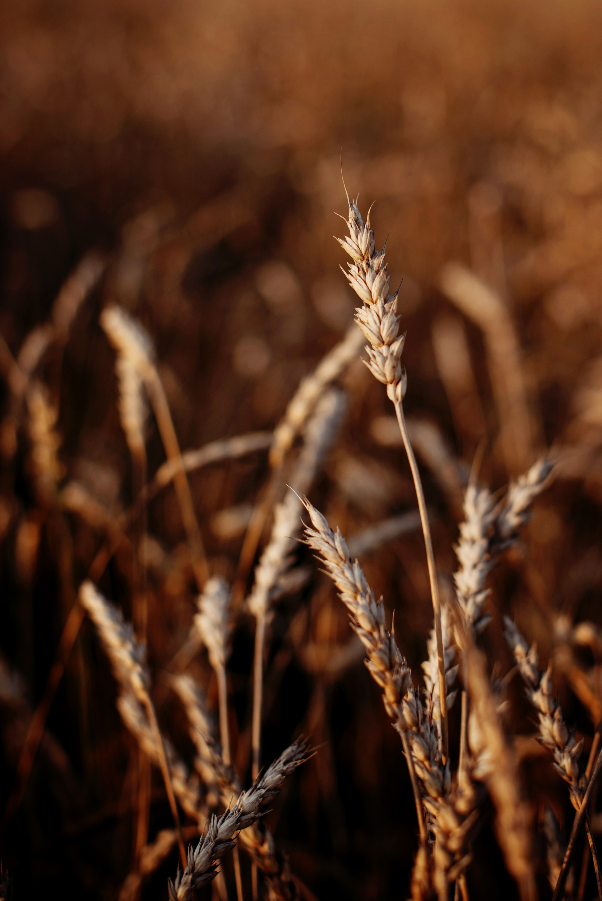 Катя и дети. Фотограф Томск Наталья Стволова