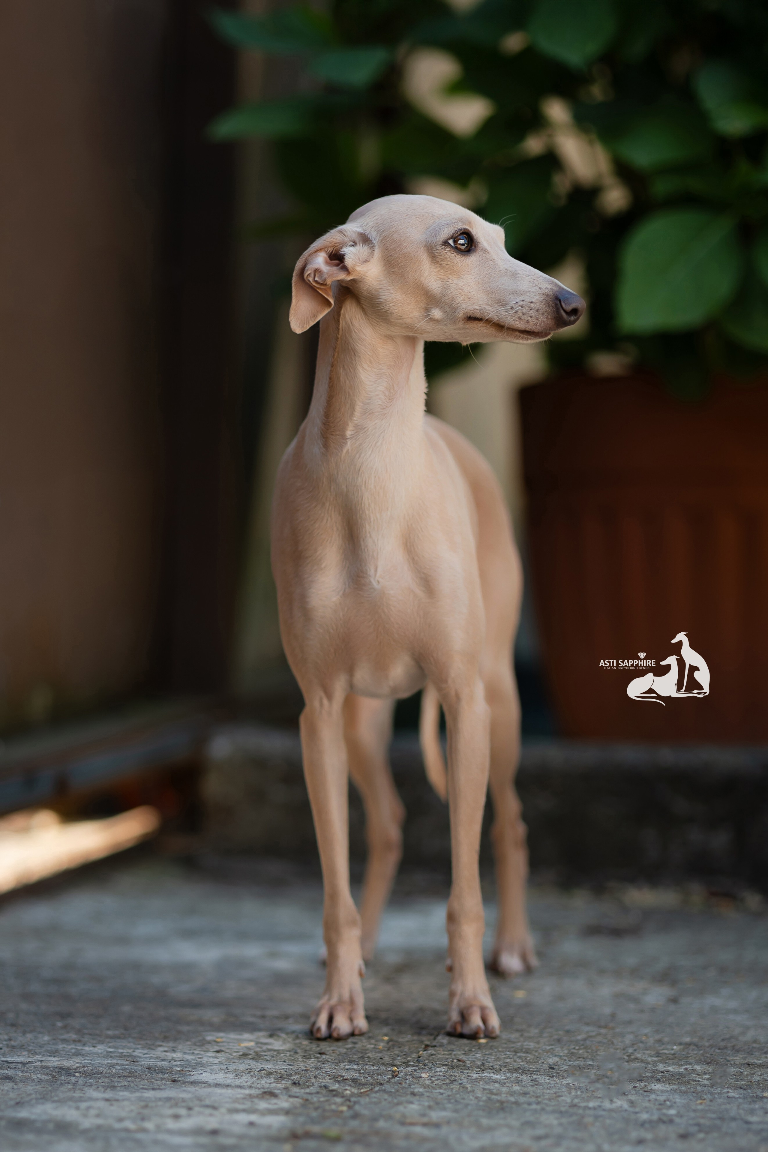 Asti Sapphire Adriana. Professional Italian Greyhound Kennel RKF/FCI ASTI SAPPHIRE 💎 Sochi|St. Petersburg