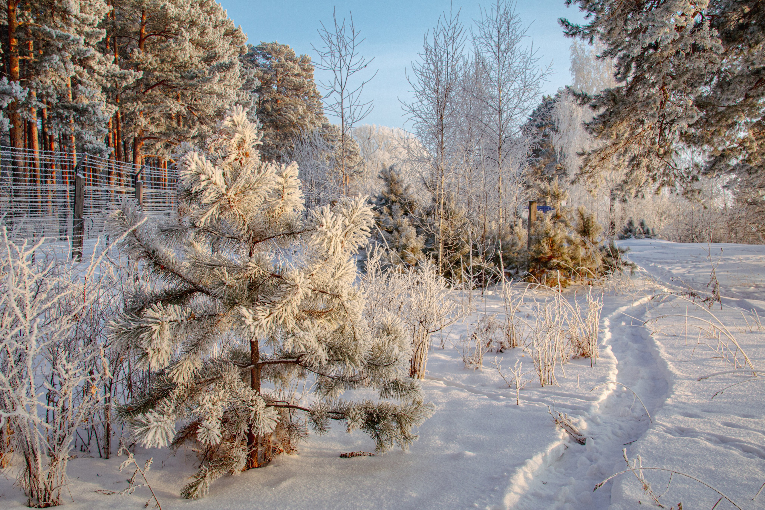 Зима. Ваш фотограф Северск | Томск