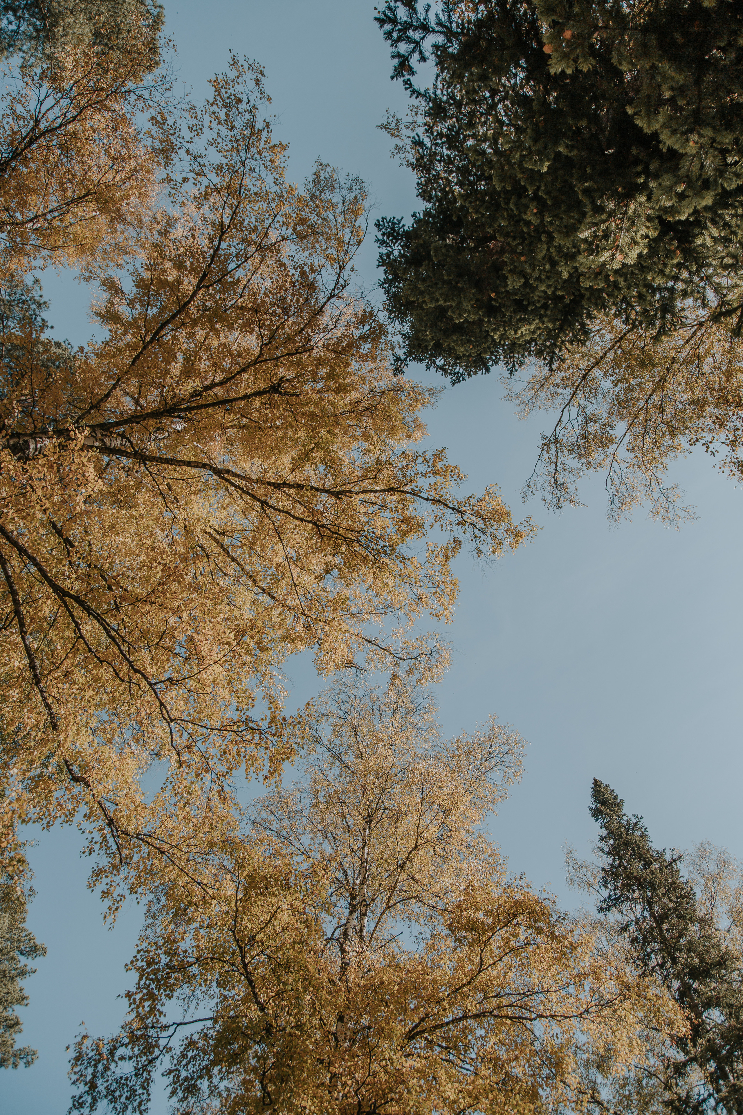 ПИКНИК В ЛЕСУ. Фотограф в Киселёвске Татьяна Трухалева