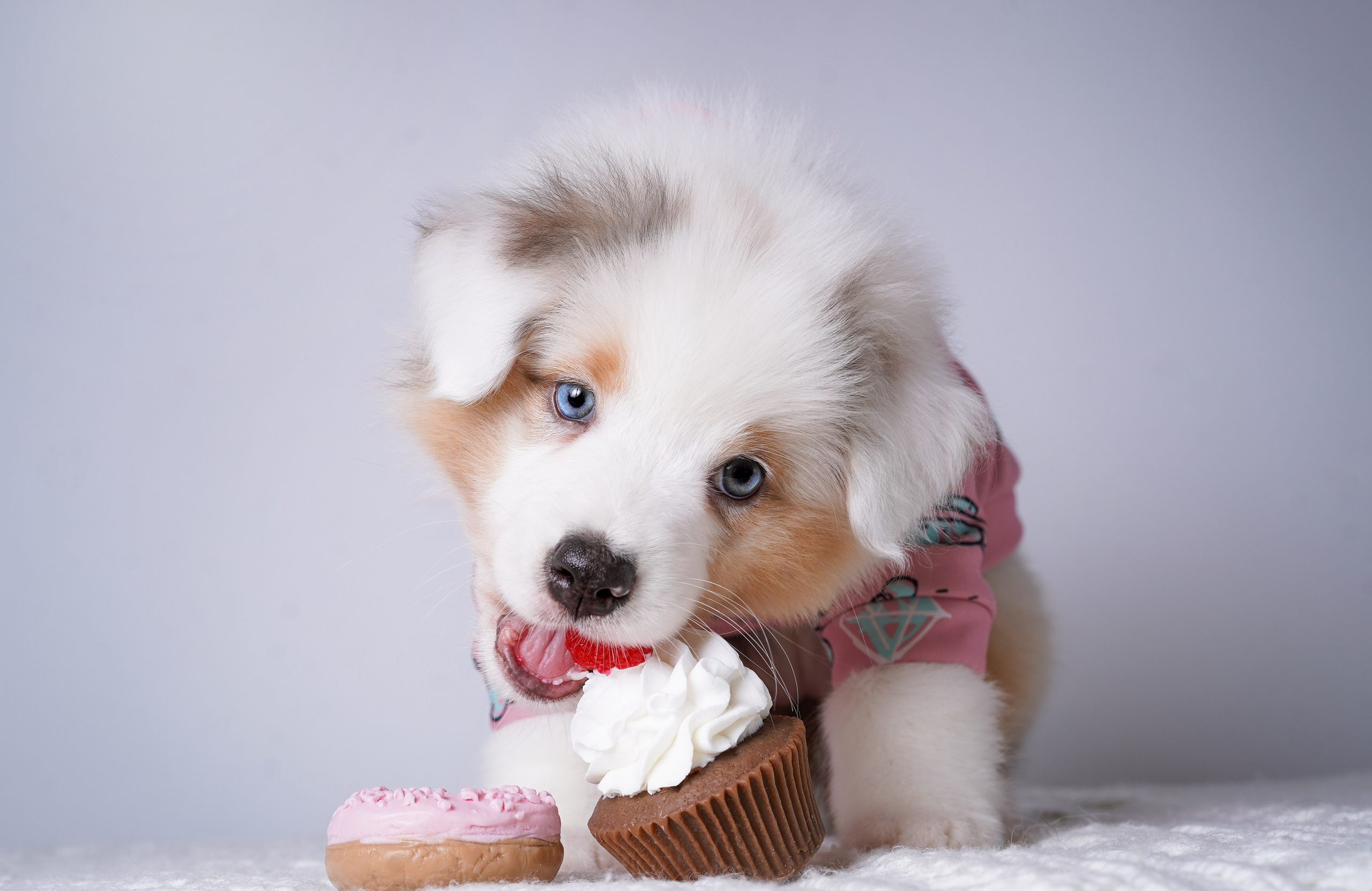 Щенки аусси. Фотограф-анималист в Санкт-Петербурге Яна Мартынова