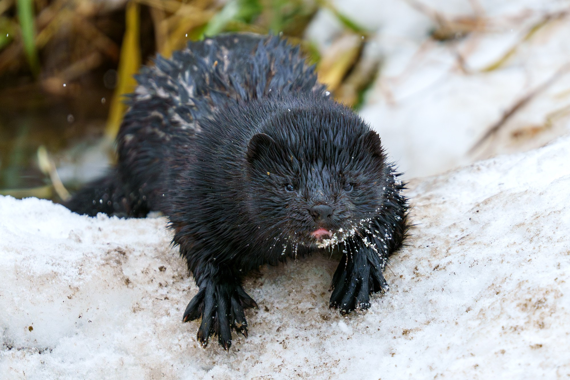 Животные. Ваш личный фотограф Марина Волкова