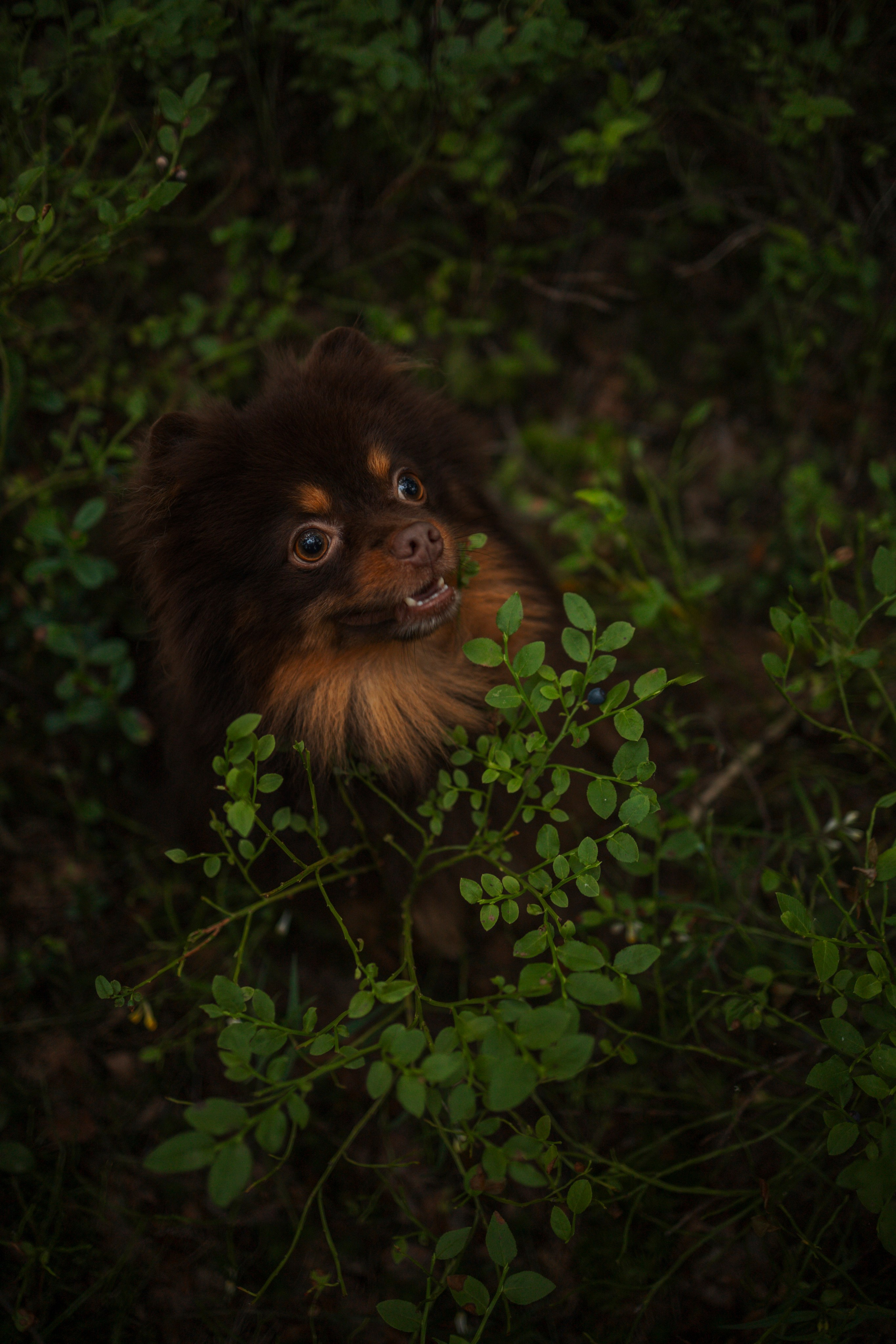 Сапфир и его семья. Фотограф-анималист в Санкт-Петеребурге Титова Алиса