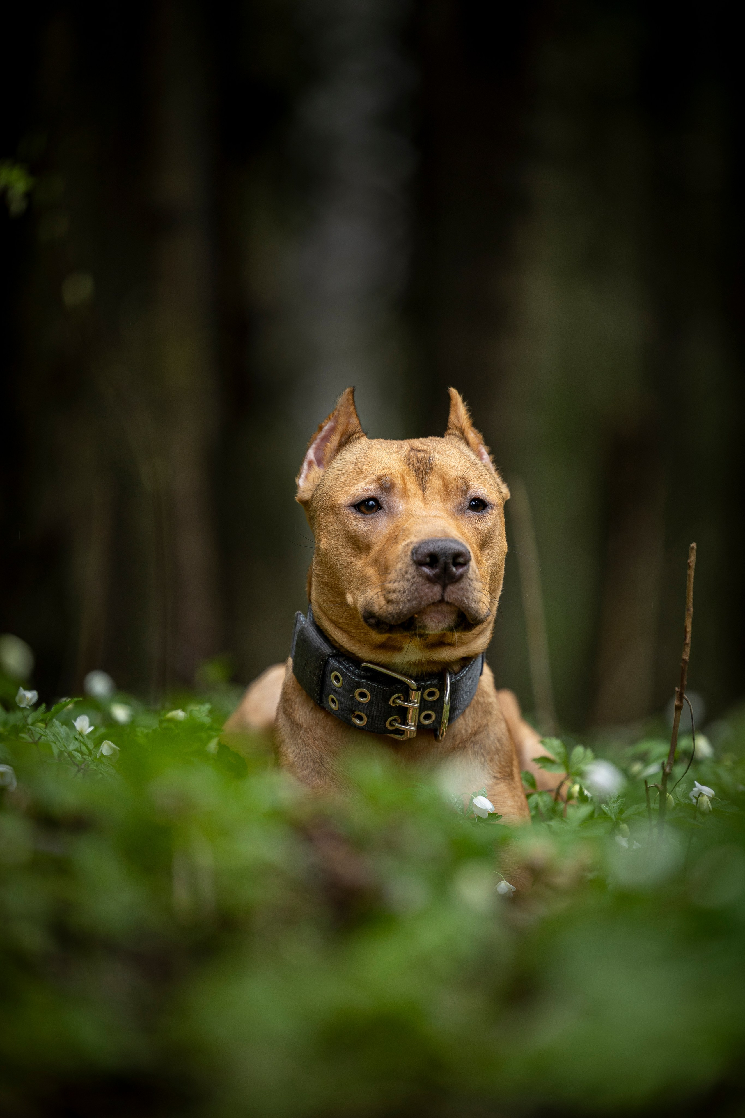 Миура. Фотограф-анималист Анна Маринич