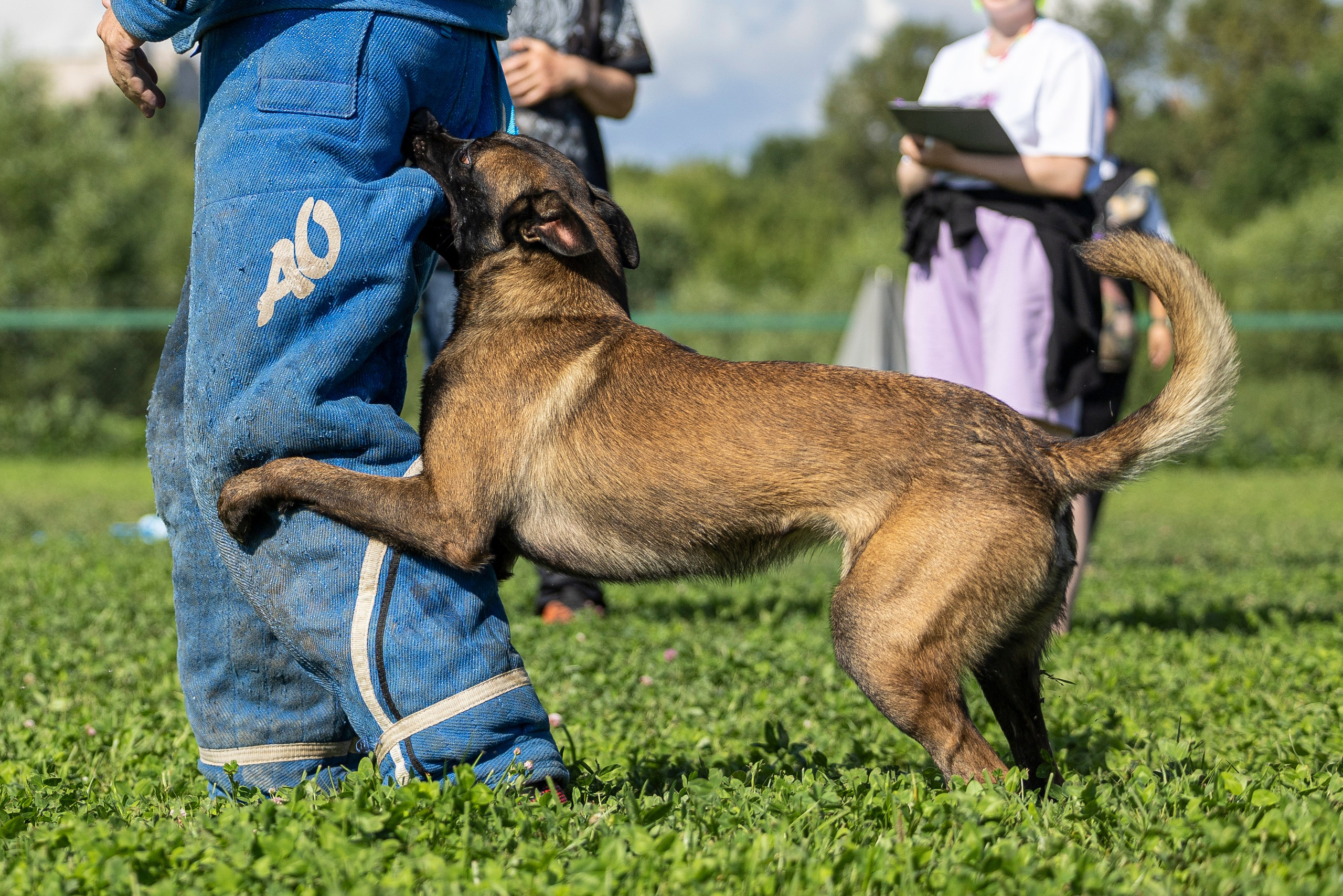 Соревнования по Мондьорингу г. Вологда 10-11.08.2024. Фотограф-анималист Анна Маринич