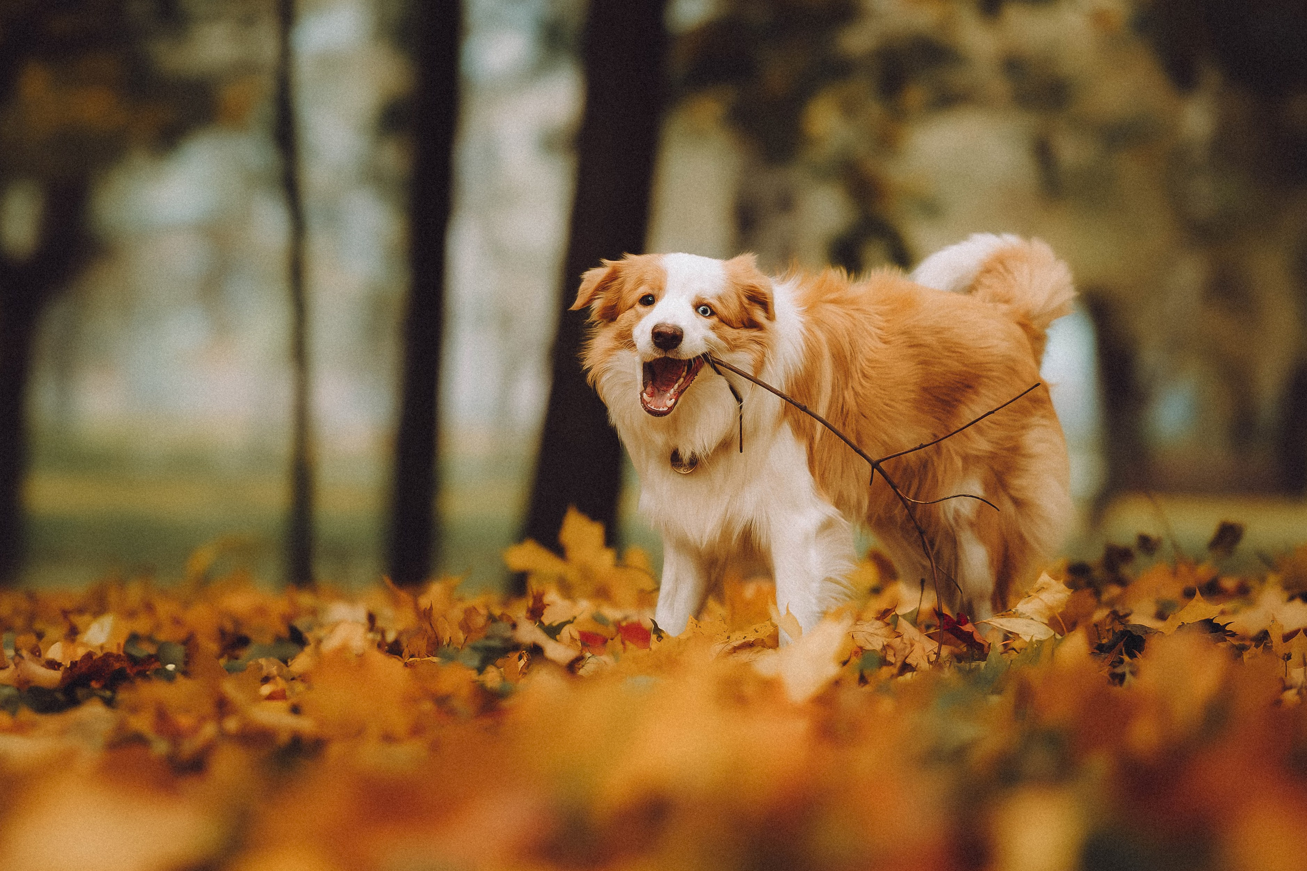 Алина, Витя и Асти