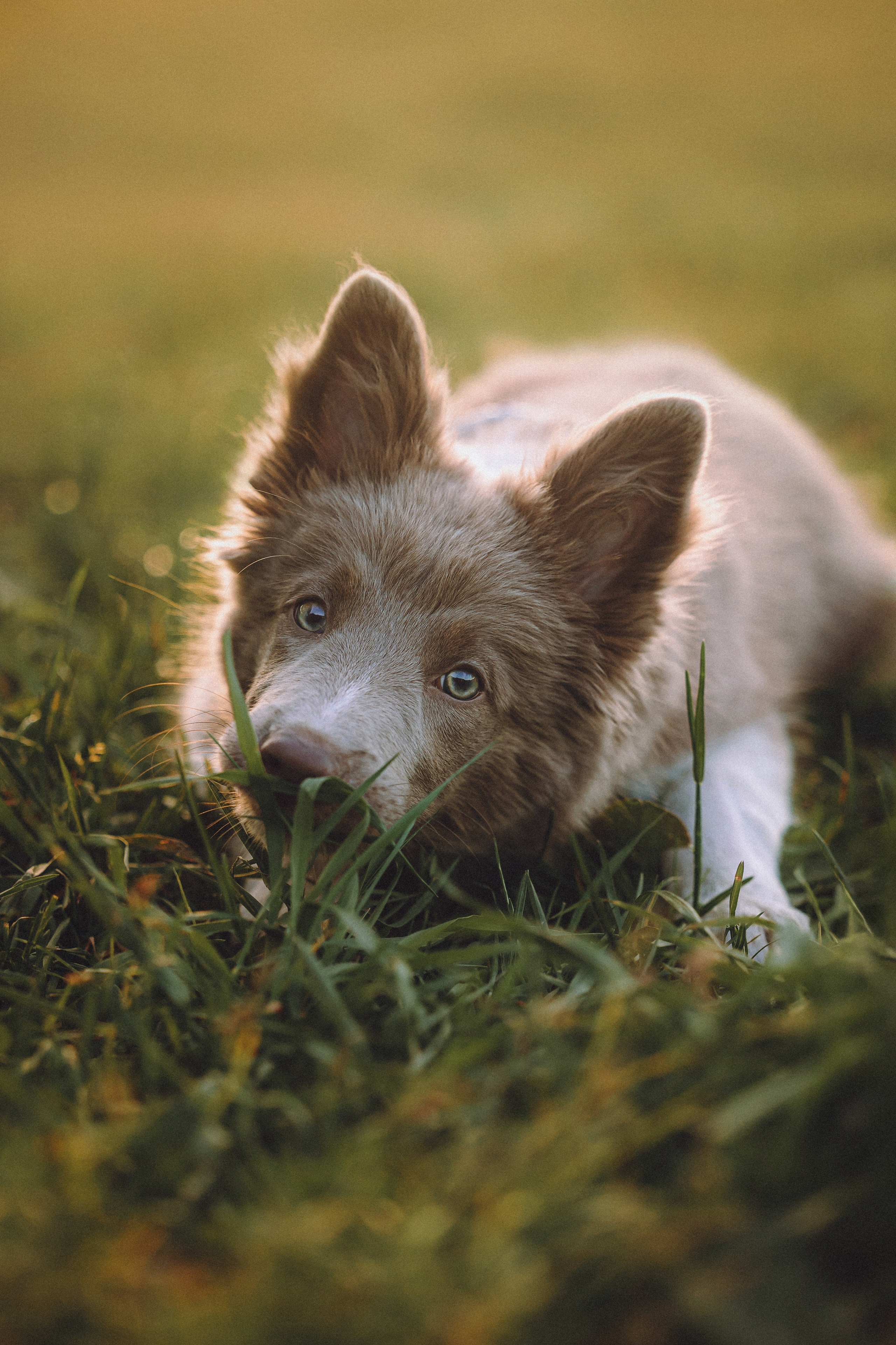 Полина, Милли и Пад