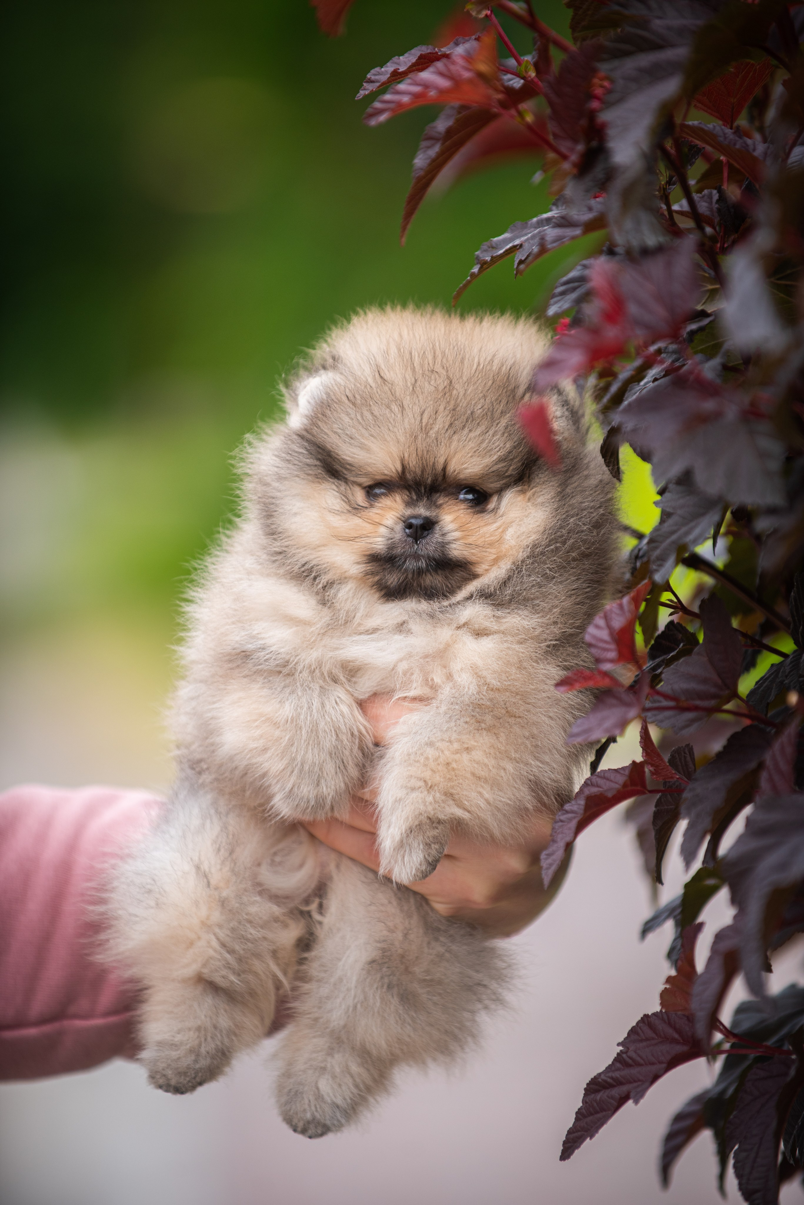 Шпицы щенки. Главная