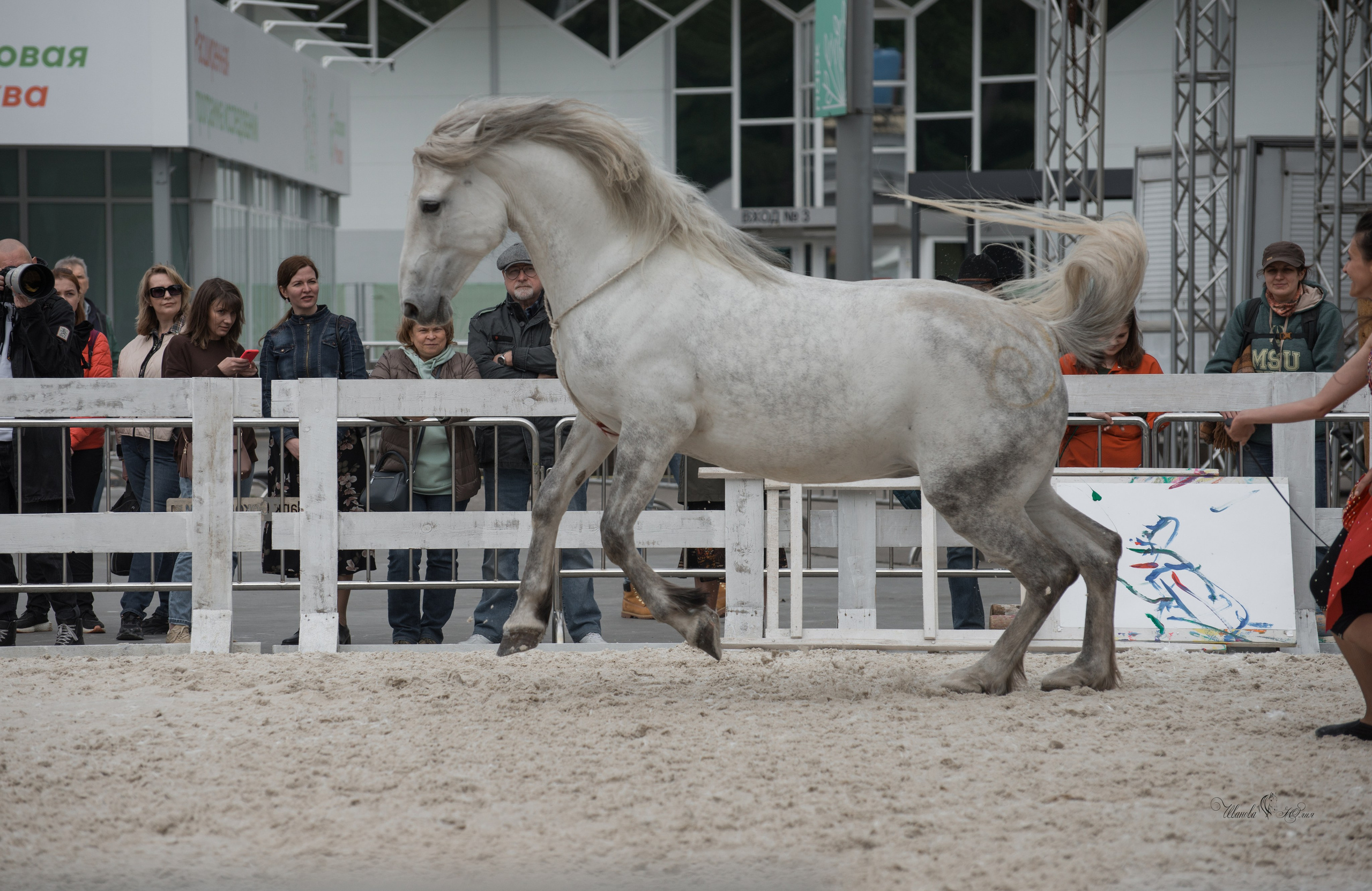 Эквирос, Москва. Конный фотограф в Саратове Юлия Иванова