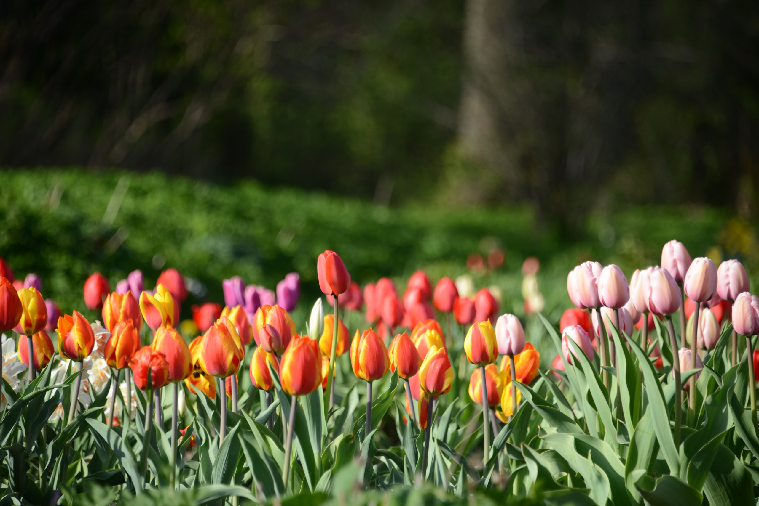 Красочные разноцветные тюльпаны весной в парке.