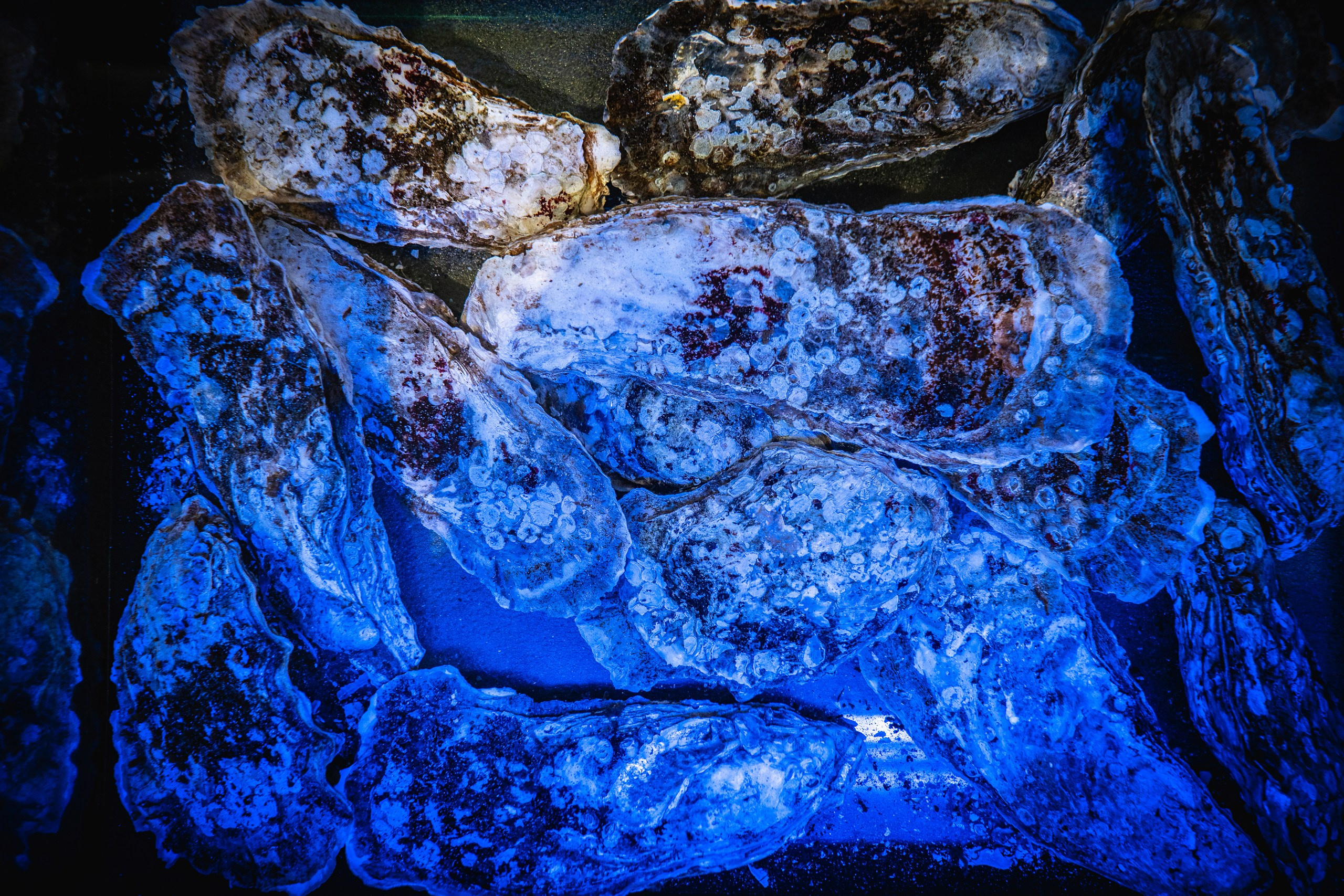 Food. Профессиональный фотограф в Волгодонске Алексей Рубашевский