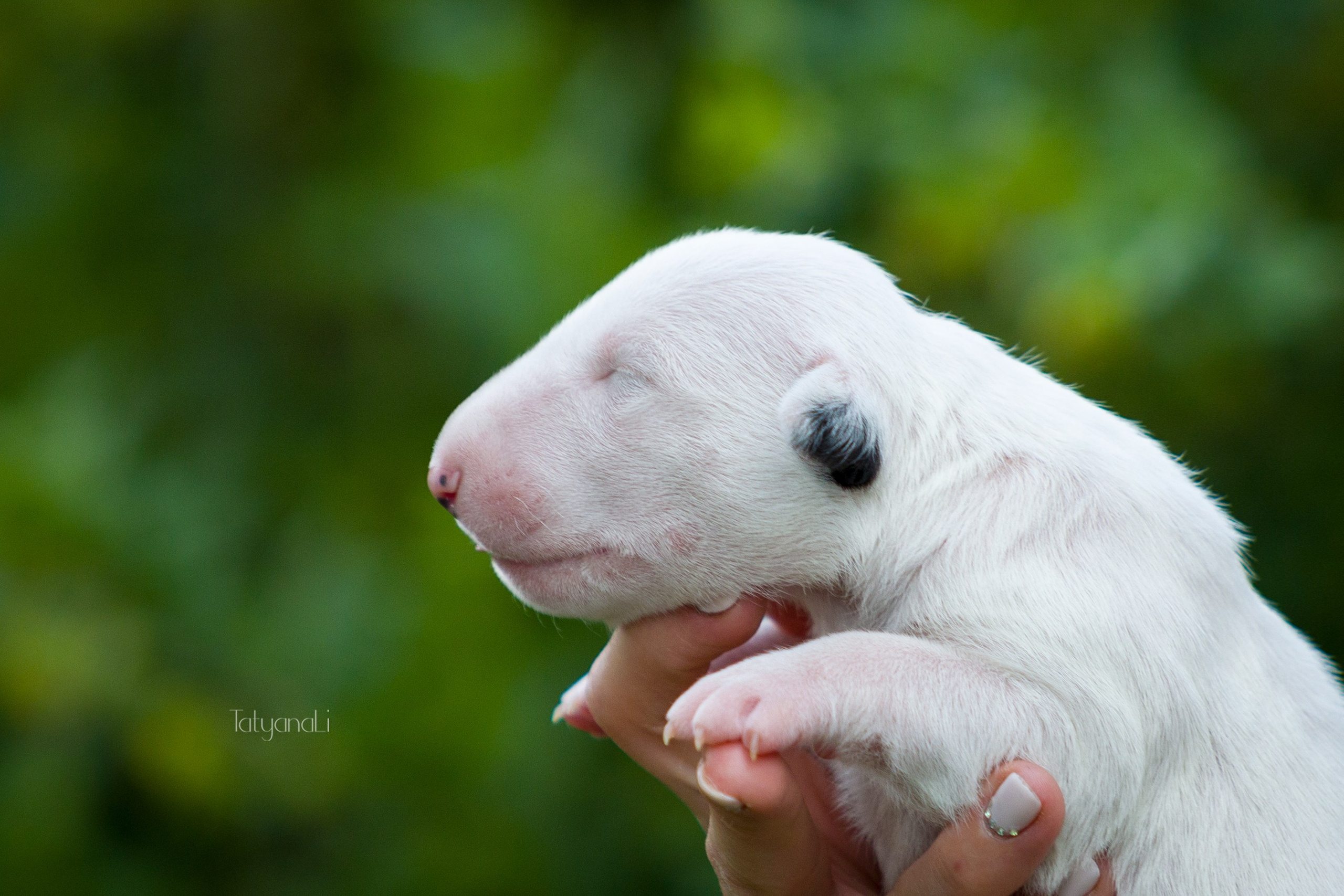 Стандартный бультерьер. Фотограф — анималист Татьяна Ли