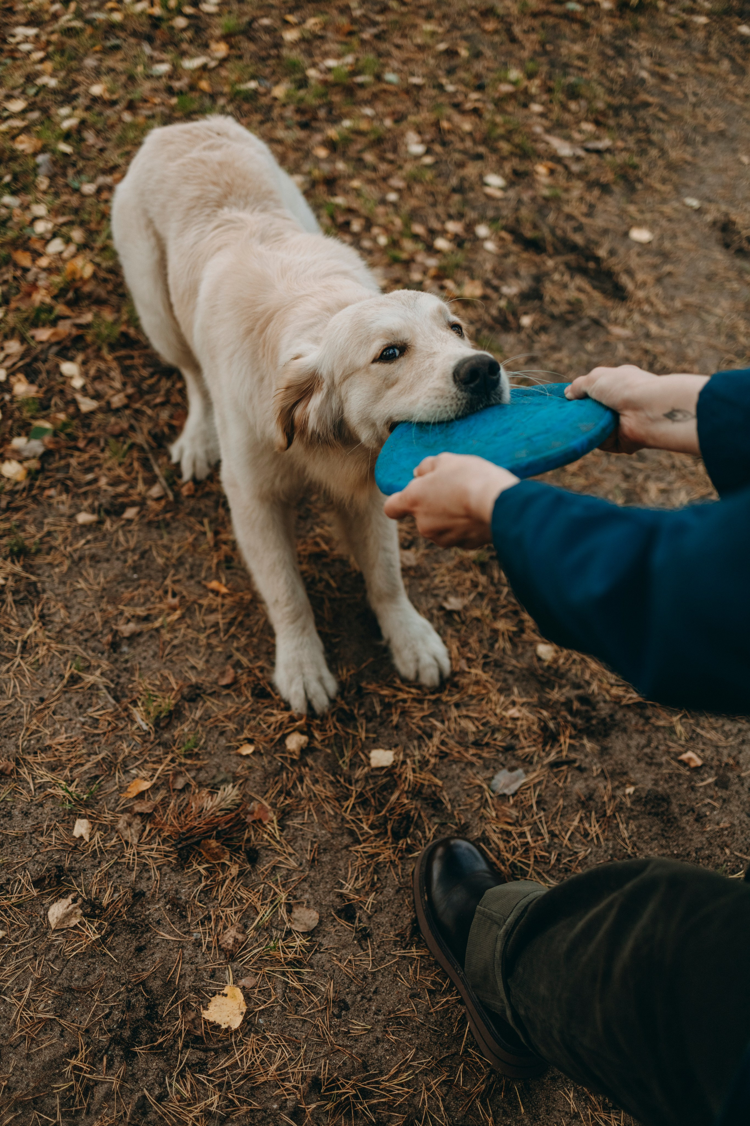 Прогулка Насти с Арчи и Арагоном. Фотограф-анималист в Санкт-Петеребурге Титова Алиса