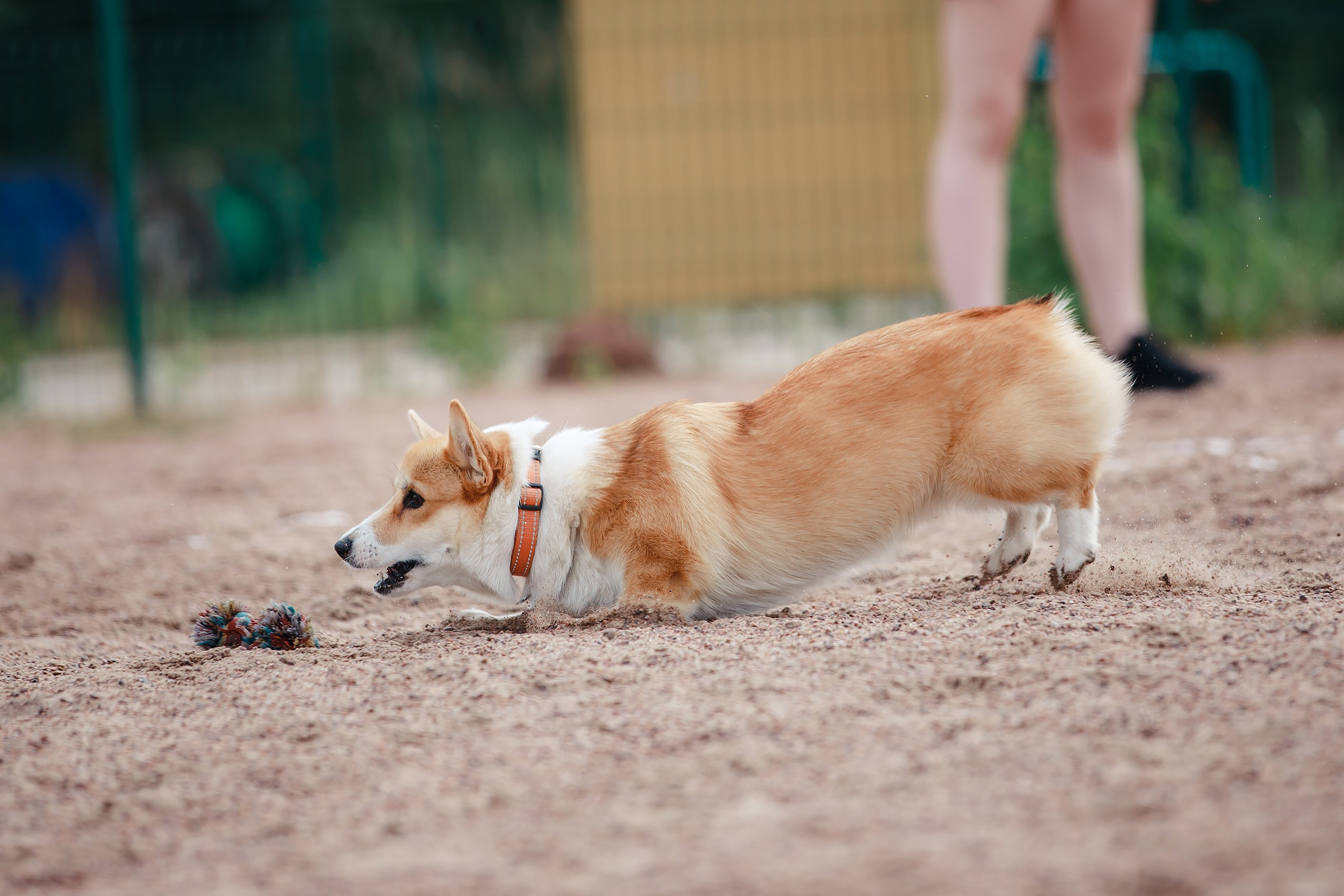 Питч&Гоу + веселые старты. Фотограф-анималист Mary Mart — Москва, Питер