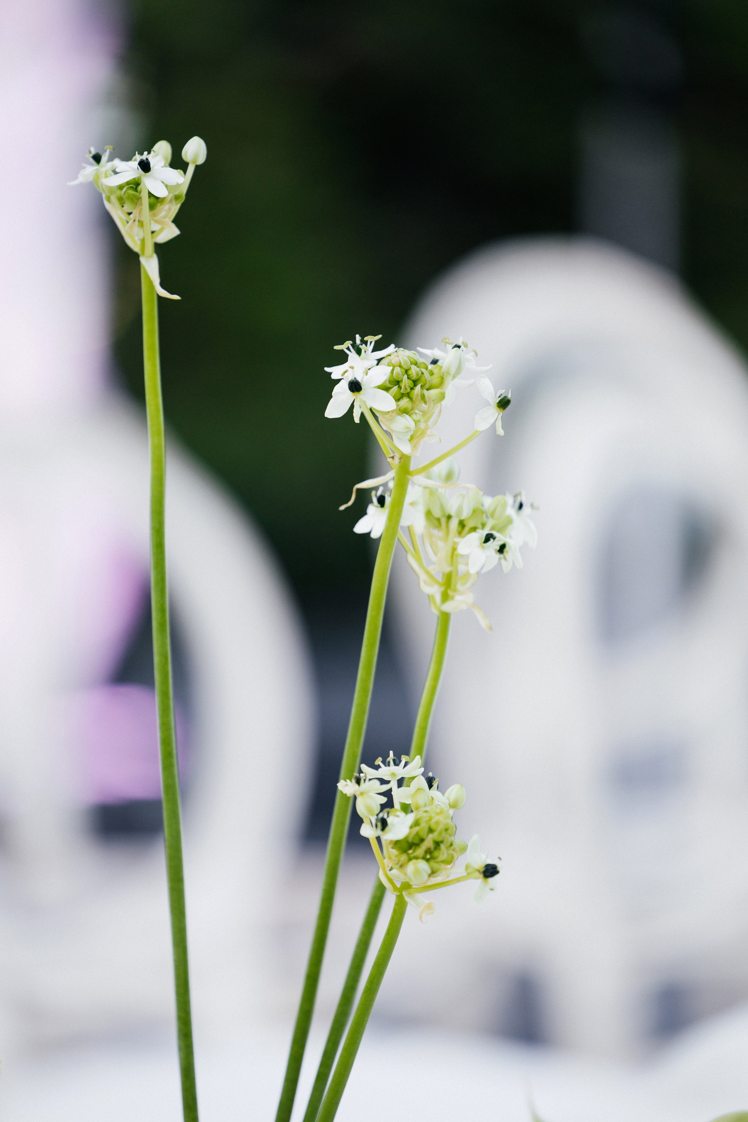 Bolat & Meruert Bodrum. Zhandos Berikov