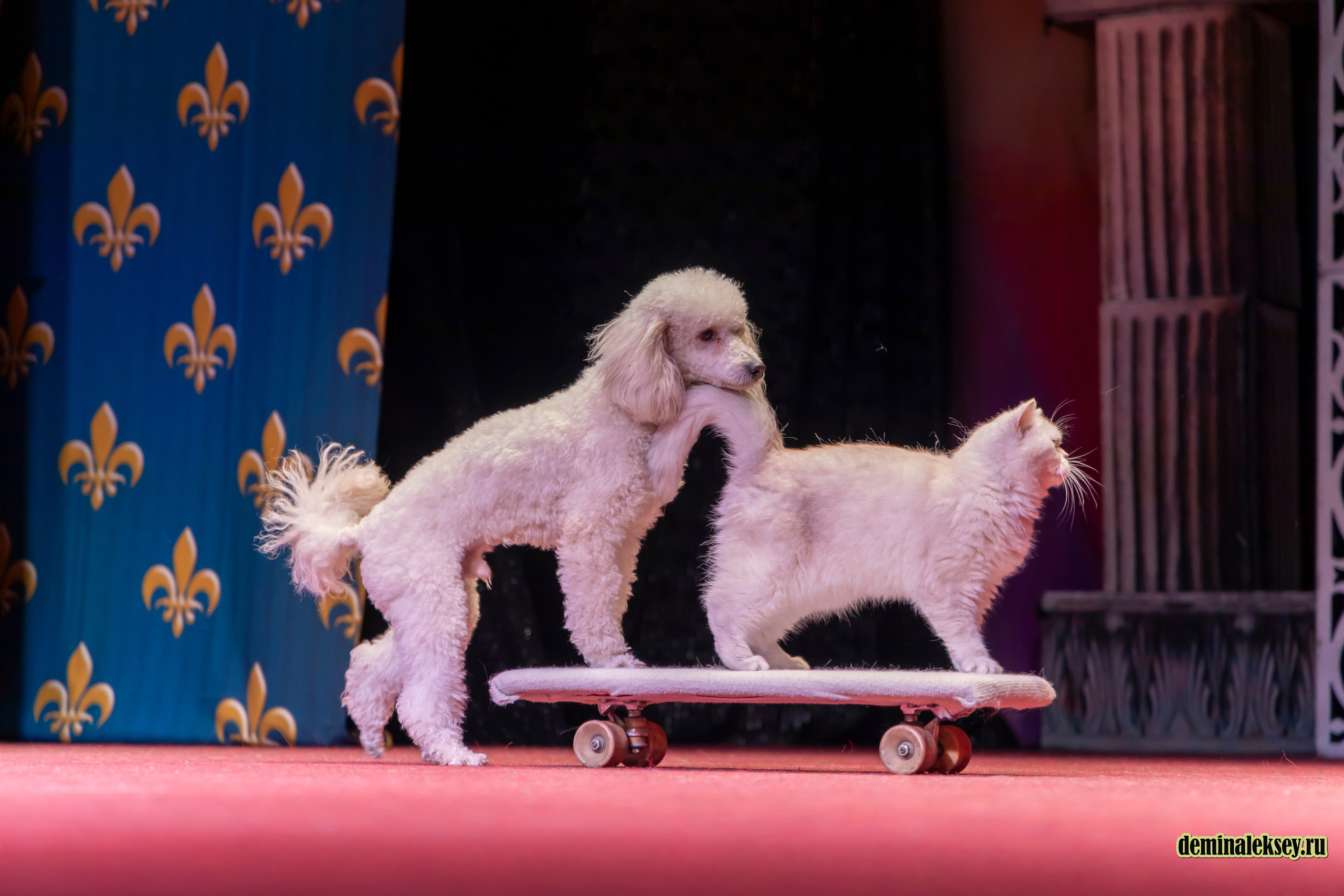 Театр кошек Куклачева 26 февраля 2025. Репортажный, семейный и студийный фотограф в Москве Демин Алексей