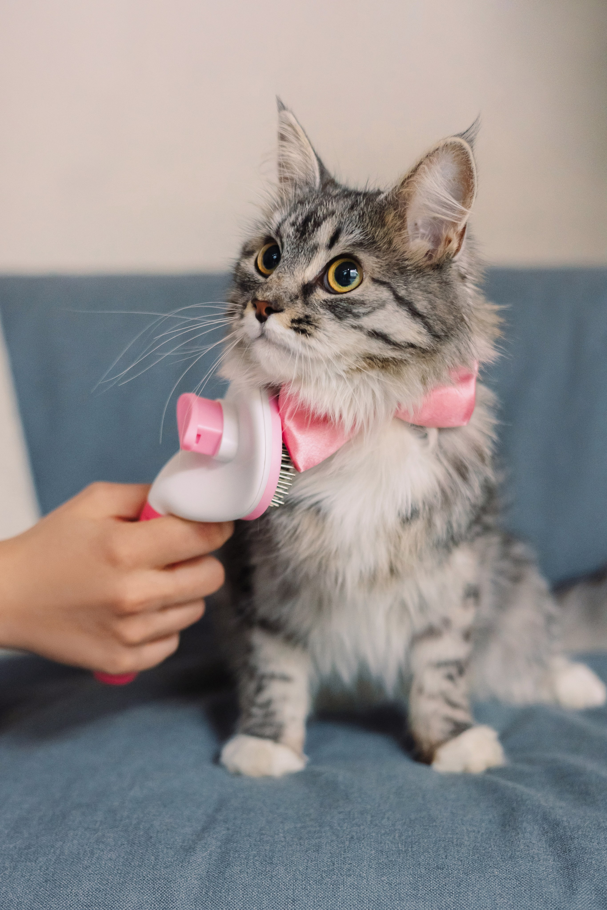 Магазин Friend of mine. Фотограф-анималист Елена Радченко, Москва