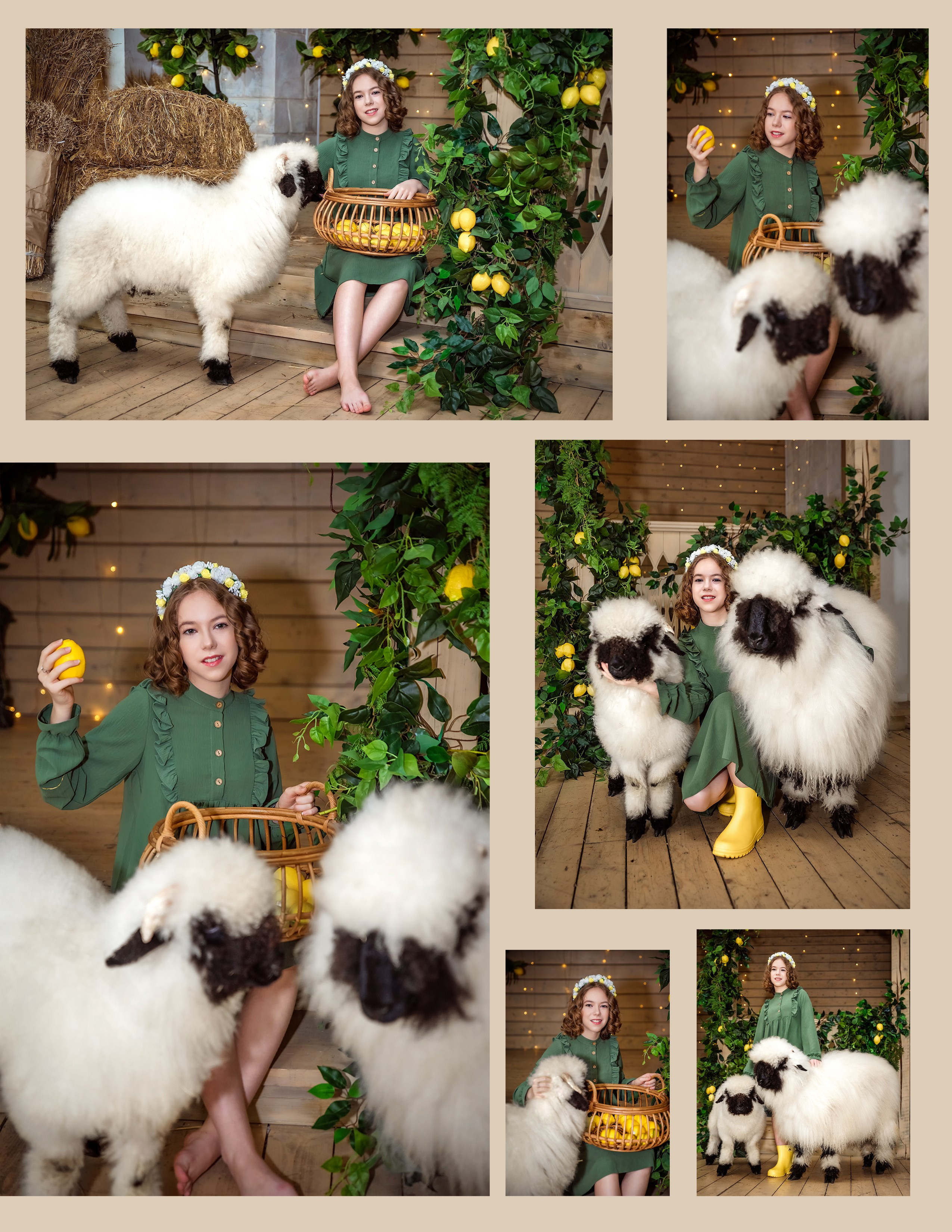 Овечки. Фотограф в Москве Lidiya_Li_Photo