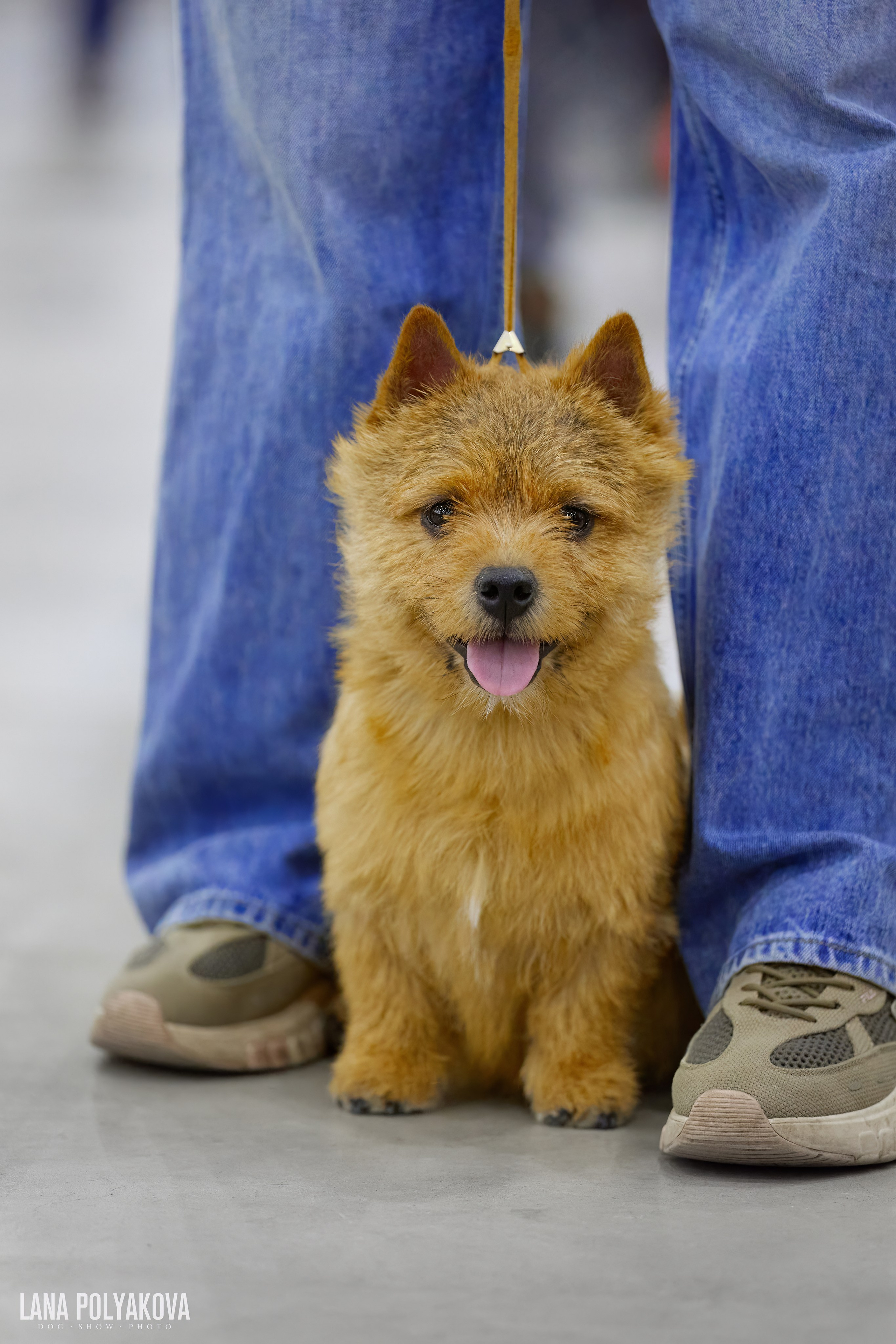 ГРАН ПРИ ВЕСЕННИЙ ПЕТЕРБУРГ 2026. ФОТОГРАФ-АНИМАЛИСТ l LANA POLYAKOVA