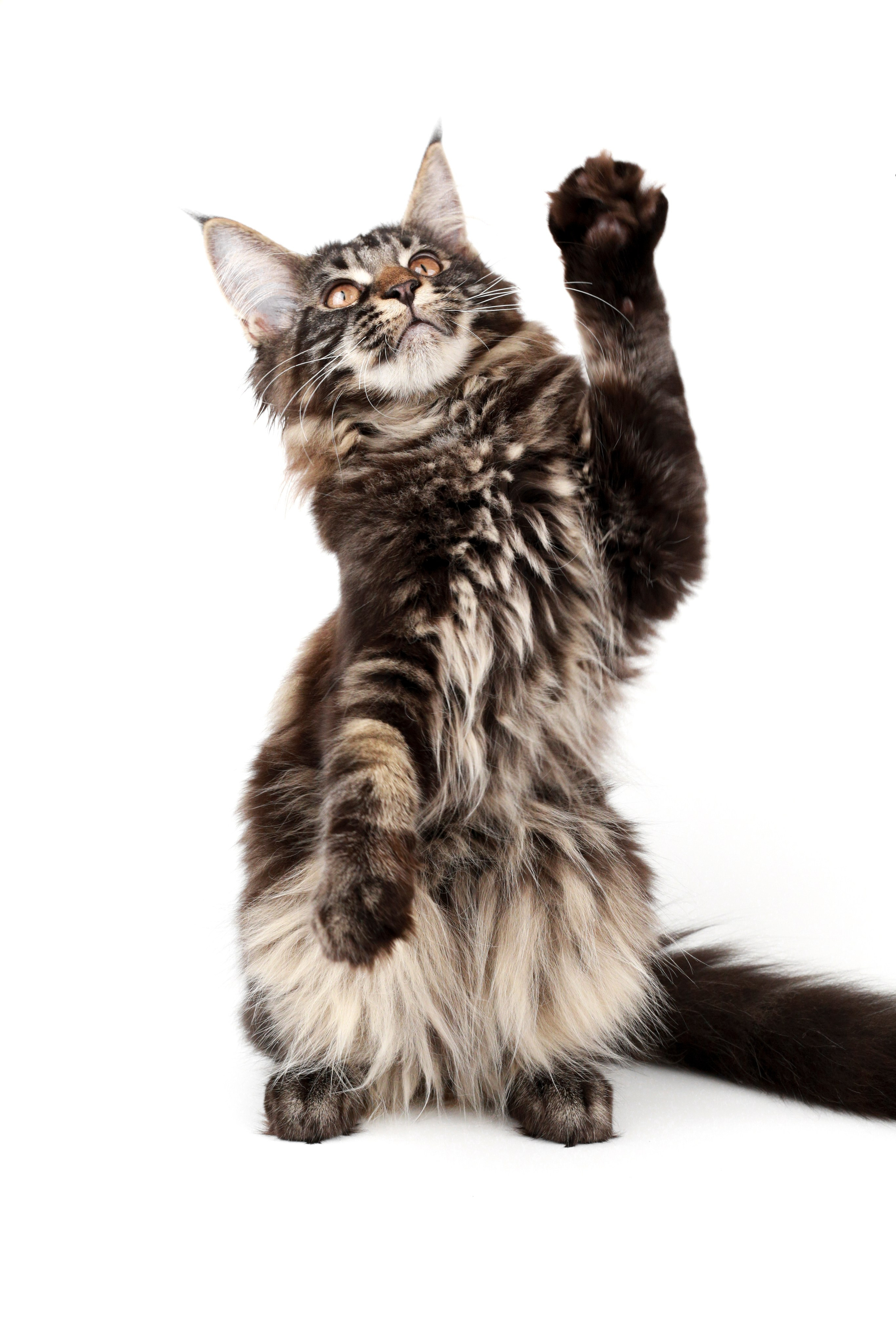 Фотосъемка животных