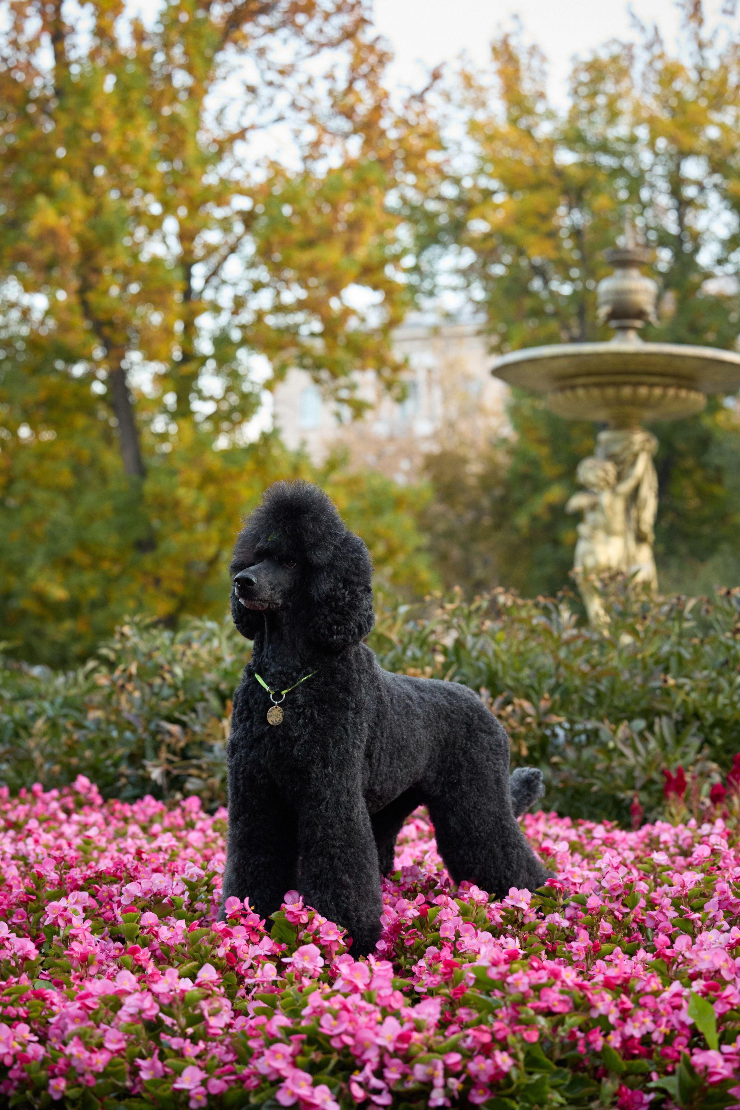 Альбина. Марфа и Мистик. Прогулка в парке. Фотограф анималист в Казани Алина Сулейманова. Фотограф животных