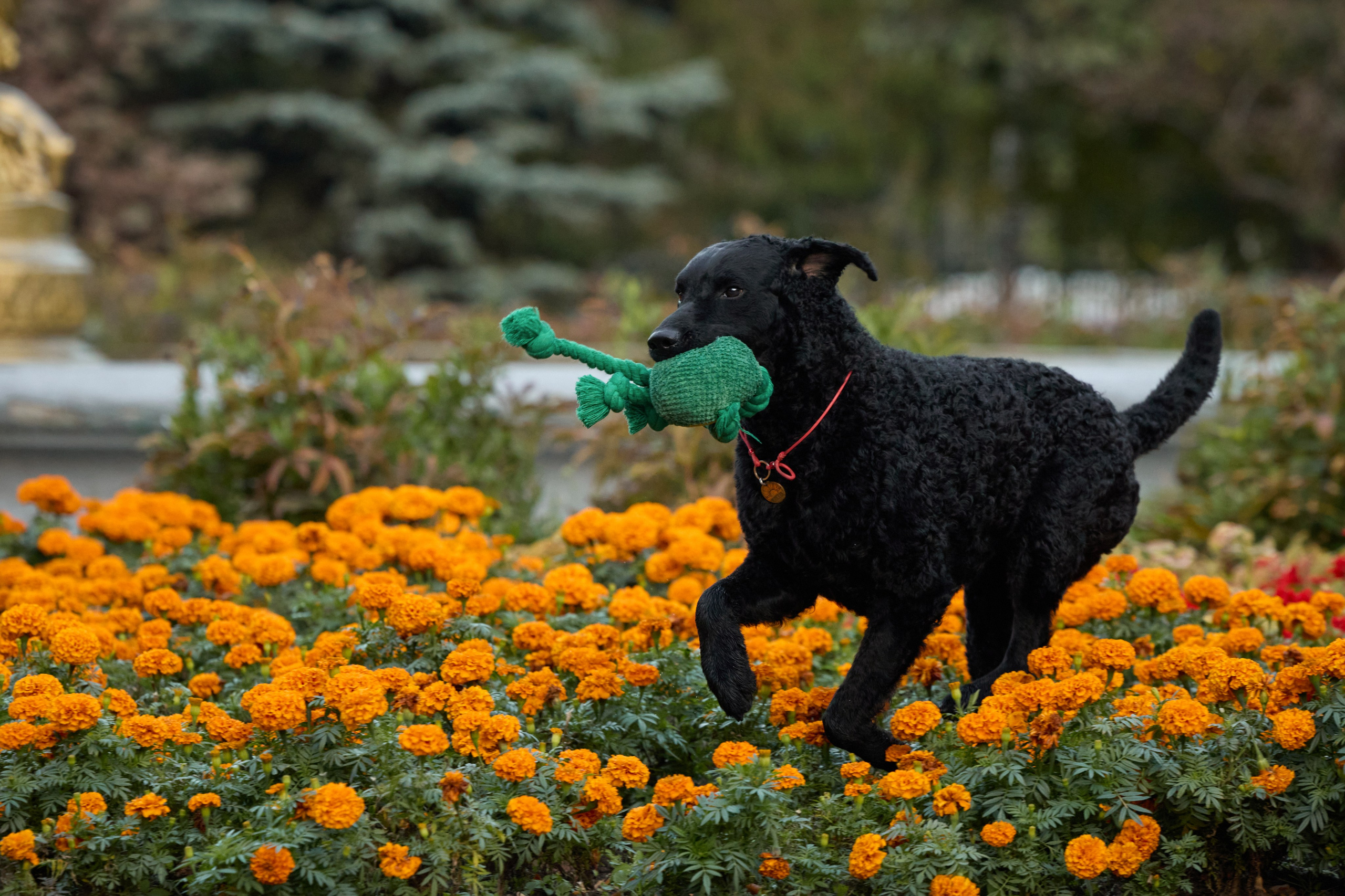 Альбина. Марфа и Мистик. Прогулка в парке. Фотограф анималист в Казани Алина Сулейманова. Фотограф животных