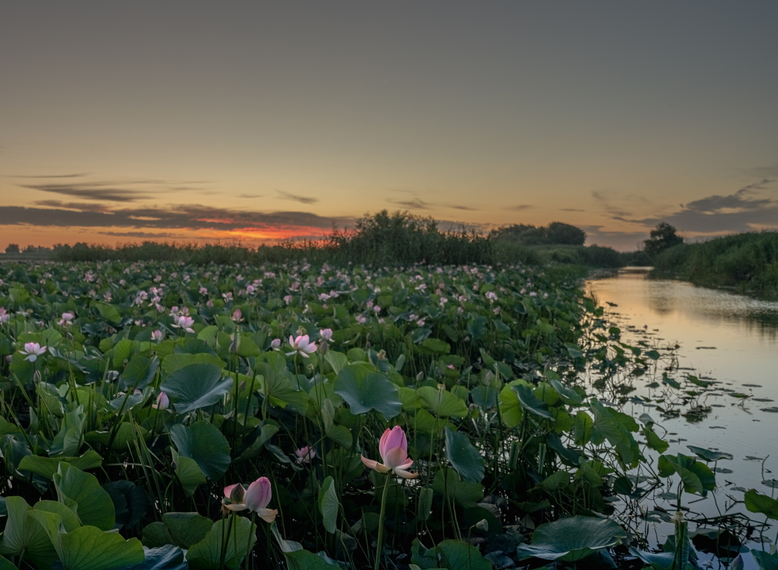 Золотые лотосы. Июль