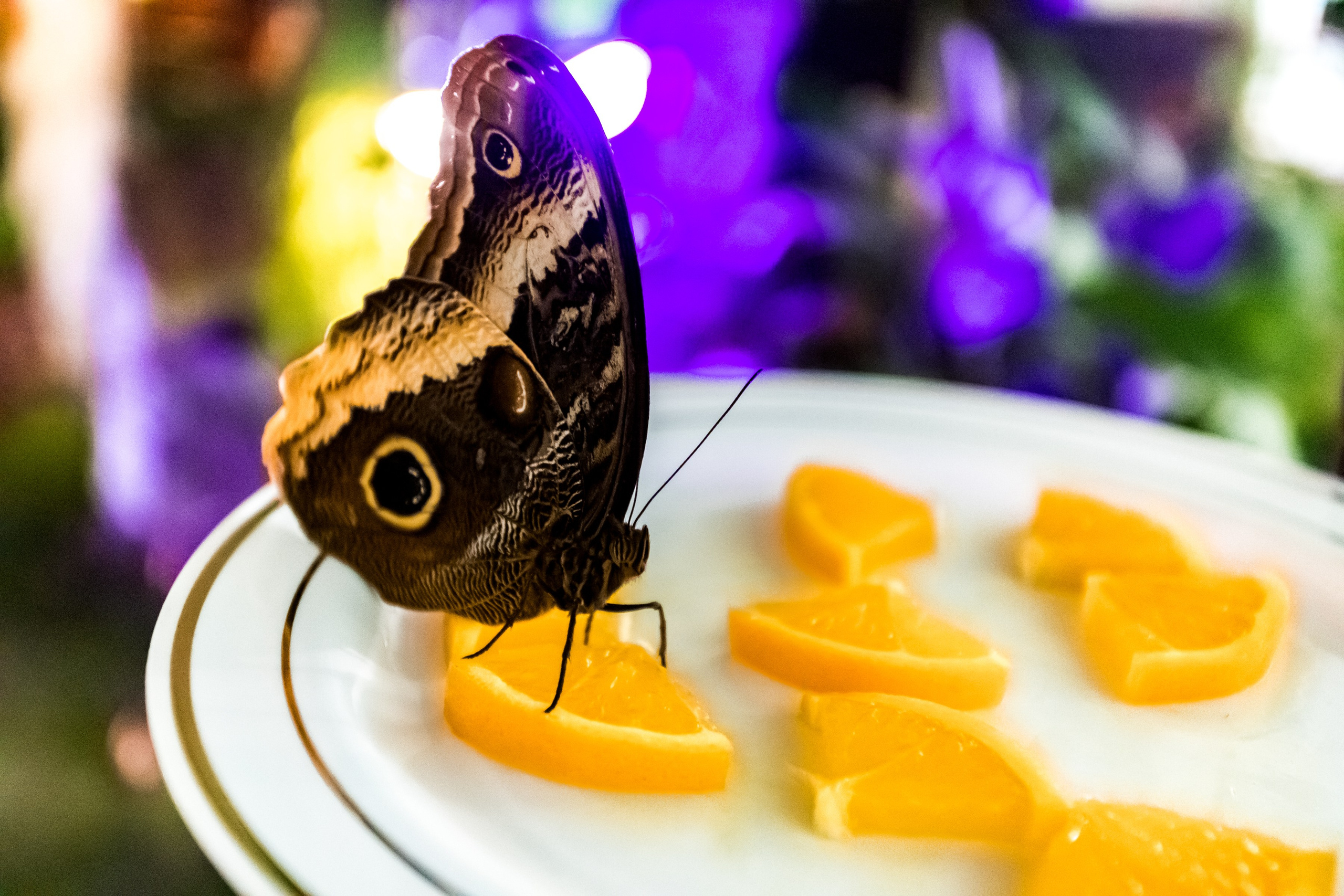 Фотосъемка коммерческих помещений для сайта, карт, соц.сетей. Интерьеры, Контент, Портреты | Фотограф в Москве Дани Терно