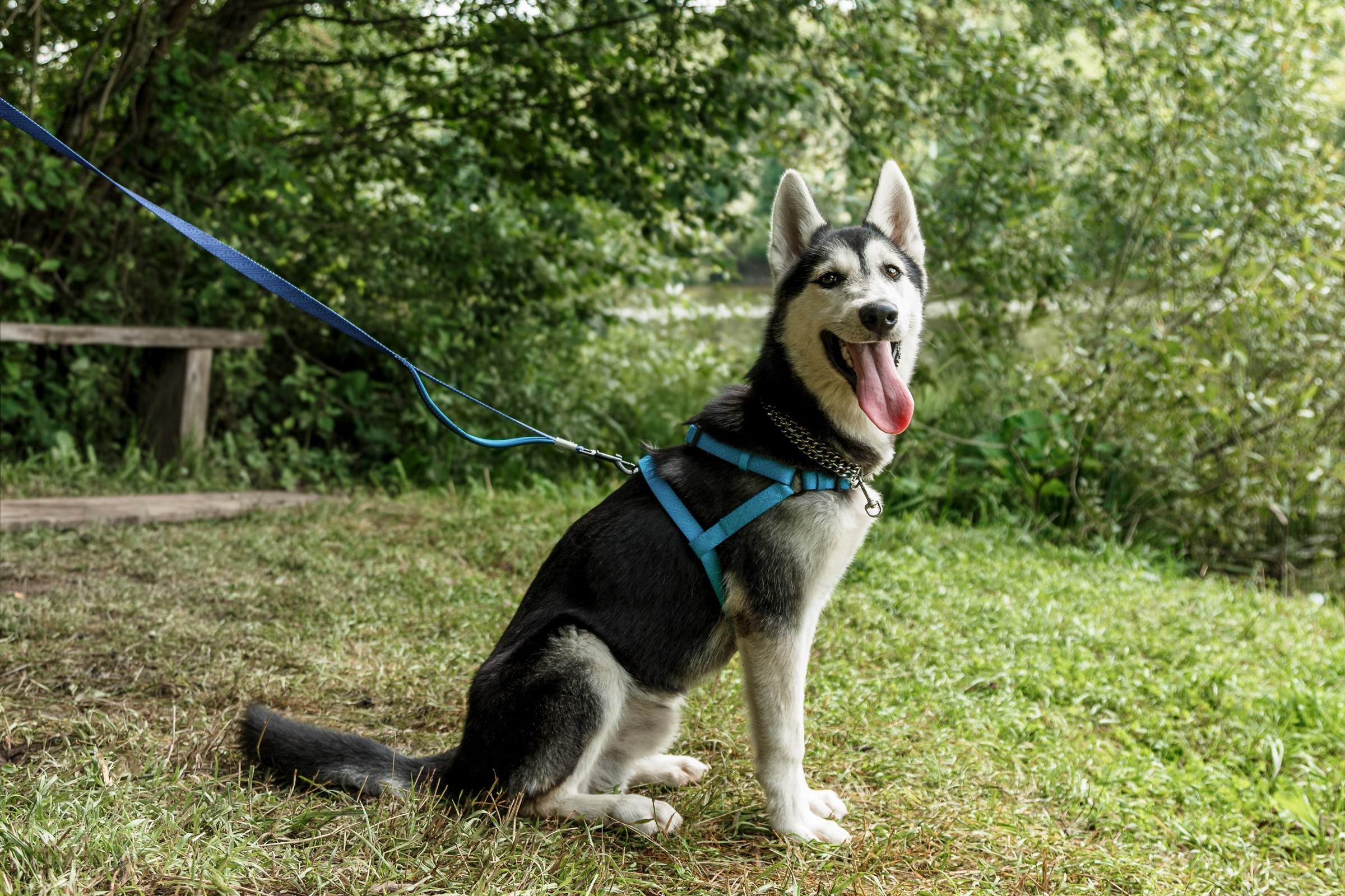 Собаки — это источник бесконечной энергии и позитива. Съёмки которые особенно радовали меня этим летом. Фотограф Москва