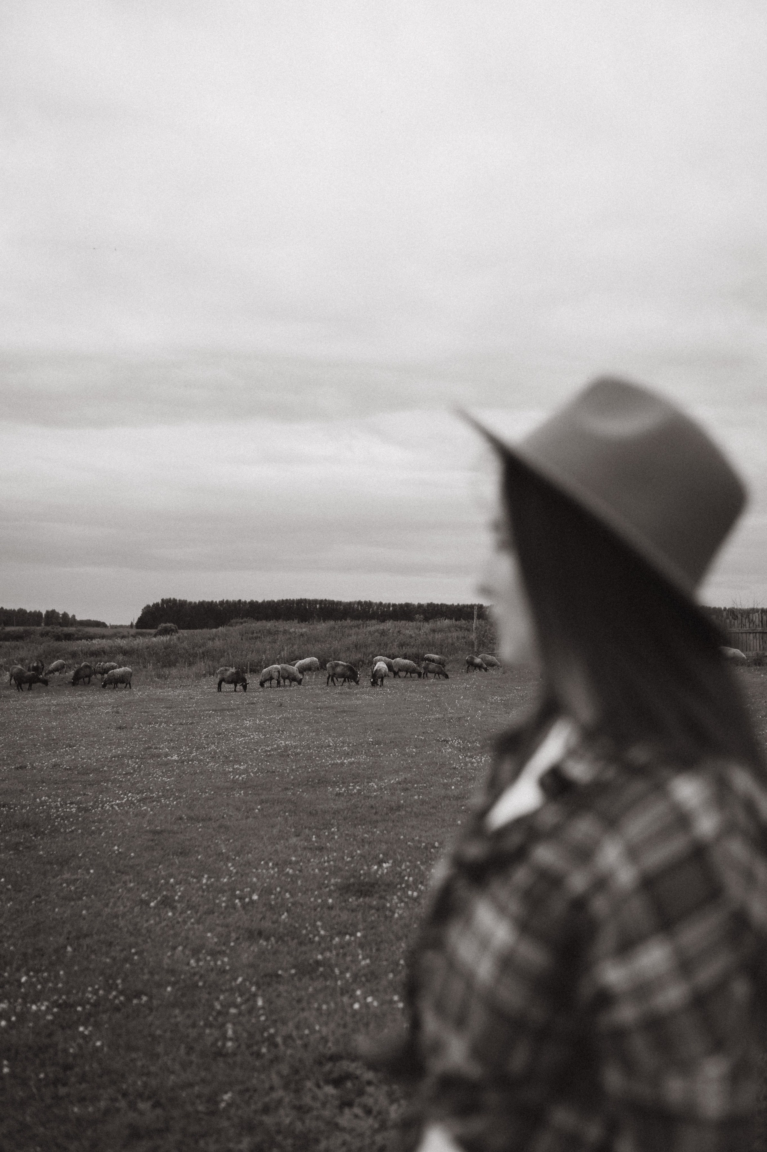 Фотосессия с овечками. Фотограф Быстрова Дарья г. Москва
