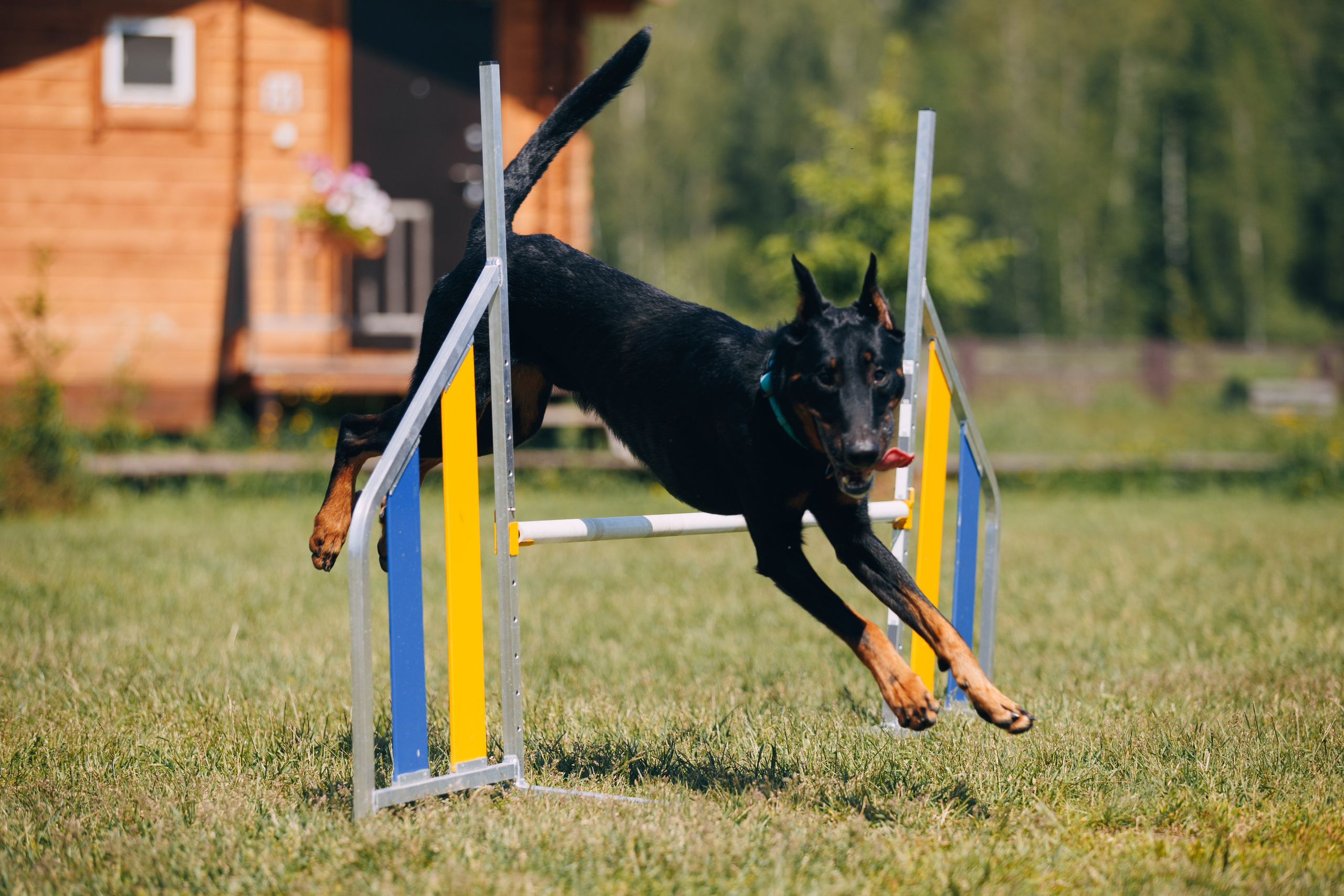 Кинологический лагерь в Горыныче. Фотограф анималист Кристина Карпова, Москва