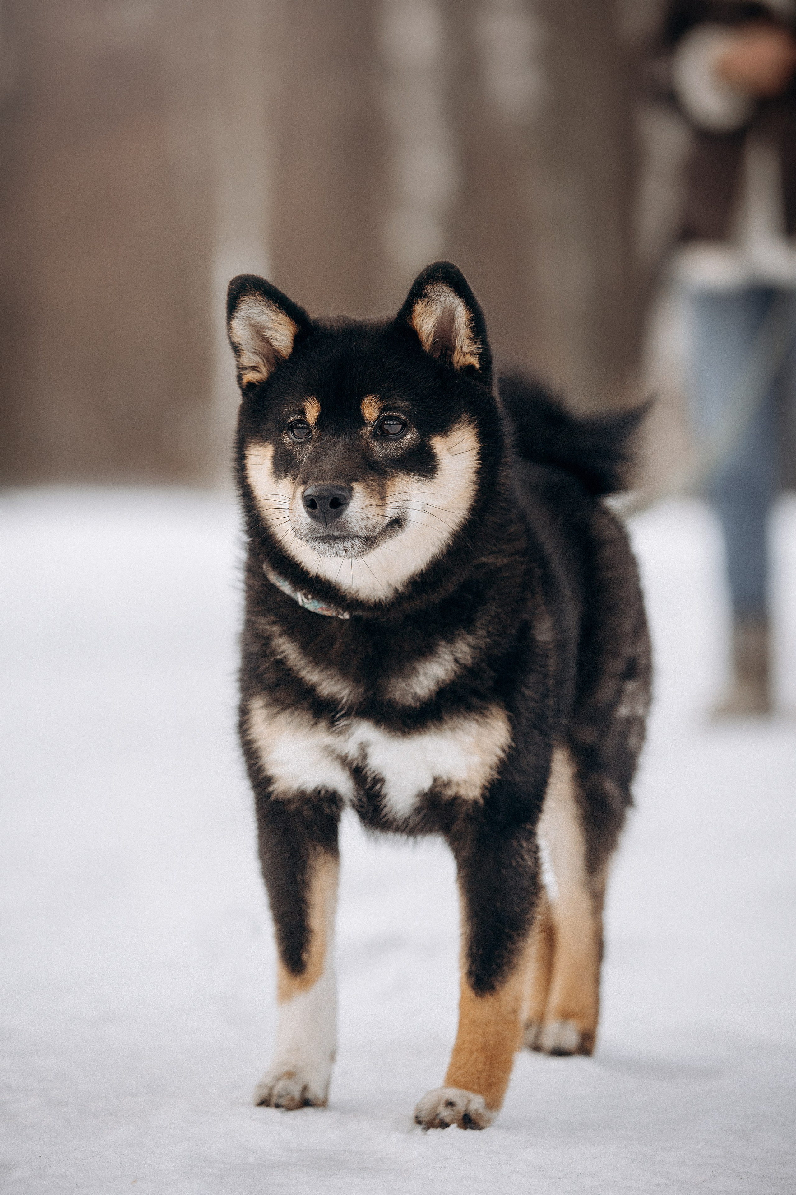 Дарья и Мики. Фотограф — Анималист | Санкт-Петербург