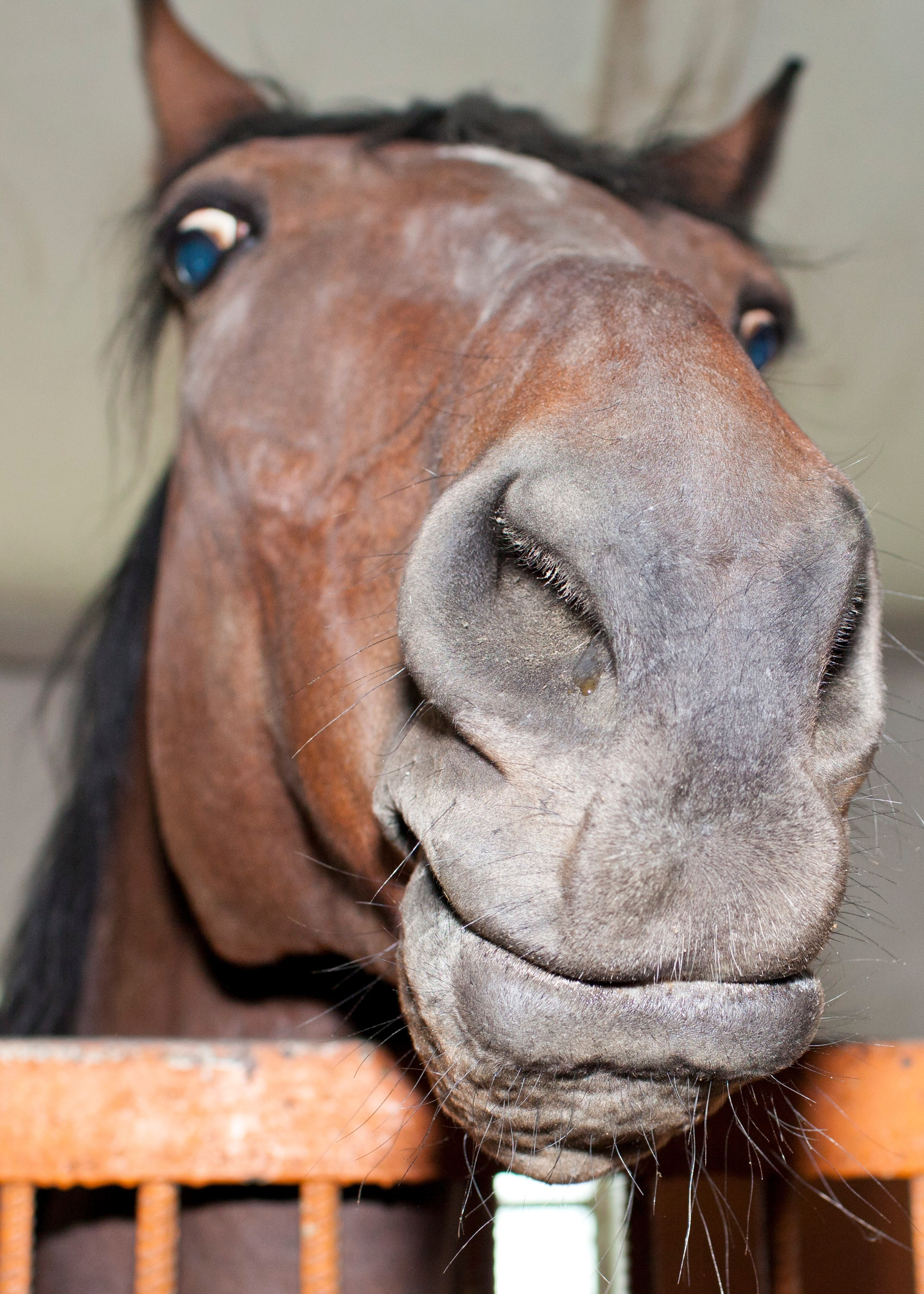 Фотосессия детей с животными. Медиапродюсер, фотограф в Минеральных Водах —Виктор Холодов