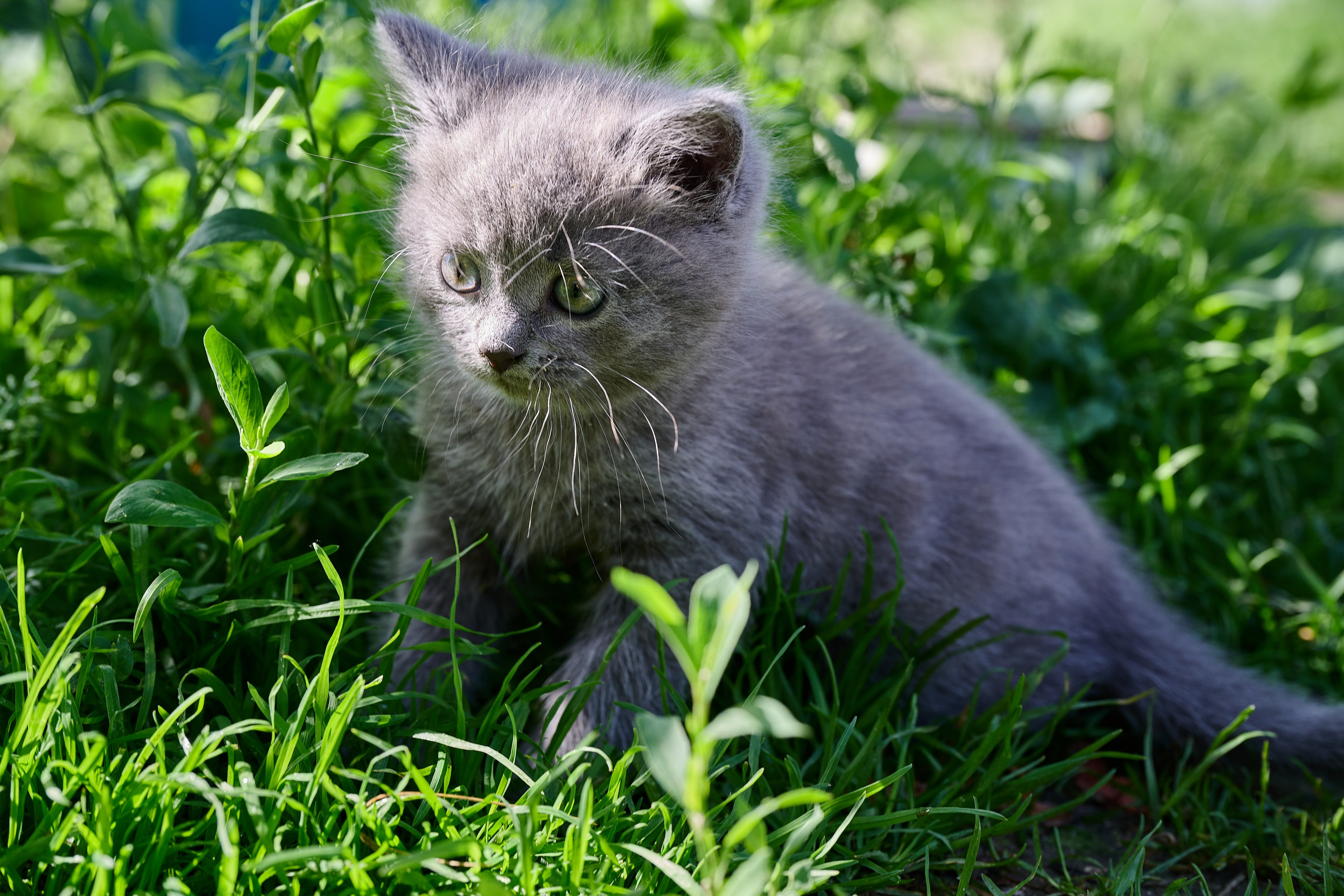 Фотосессия The Кот. Фотограф Роман Адлер