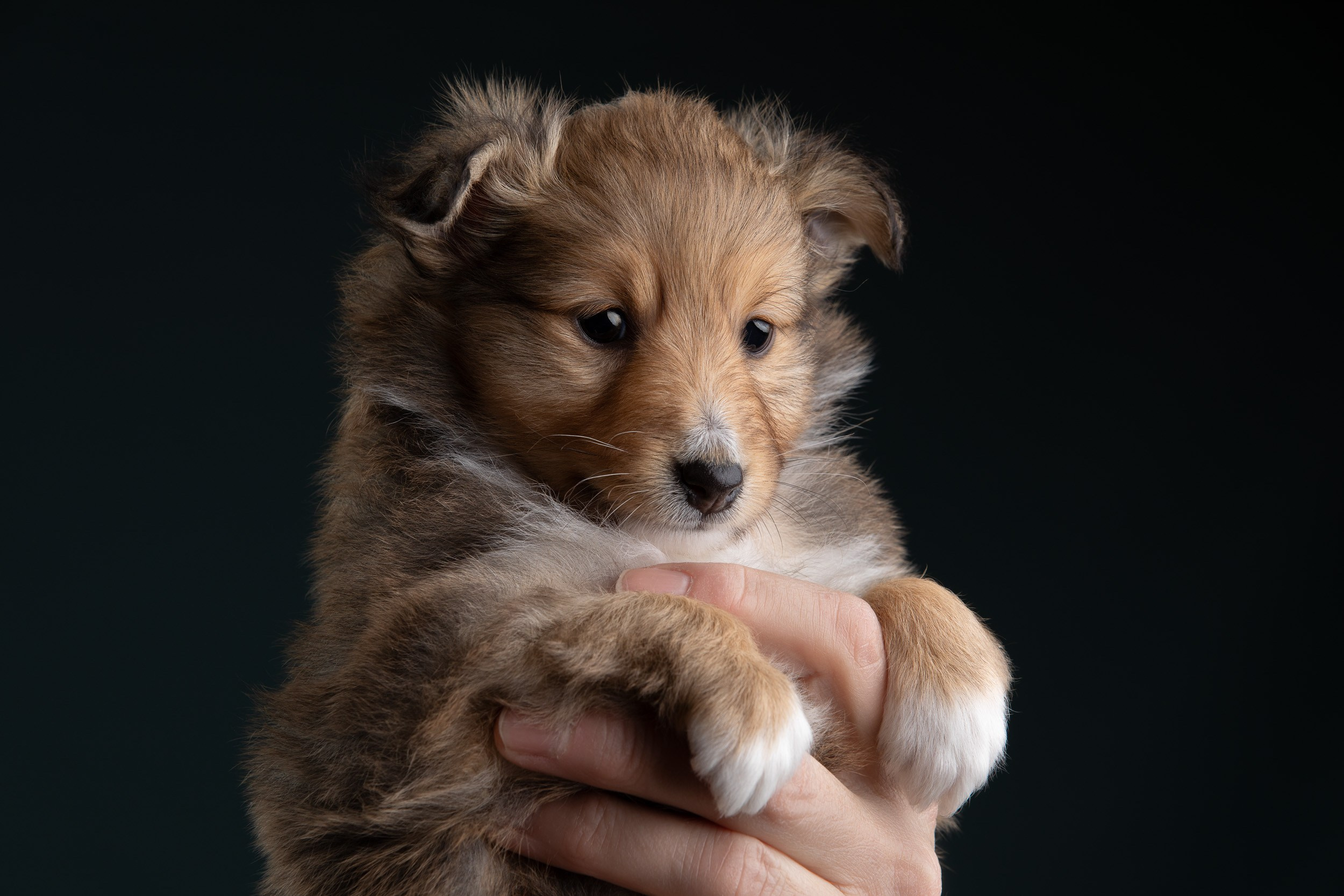 Фото соболиных щенков шелти в возрасте 7 недель на голубом фоне. Фотограф-анималист в Москве и Московской области Татьяна Фролова