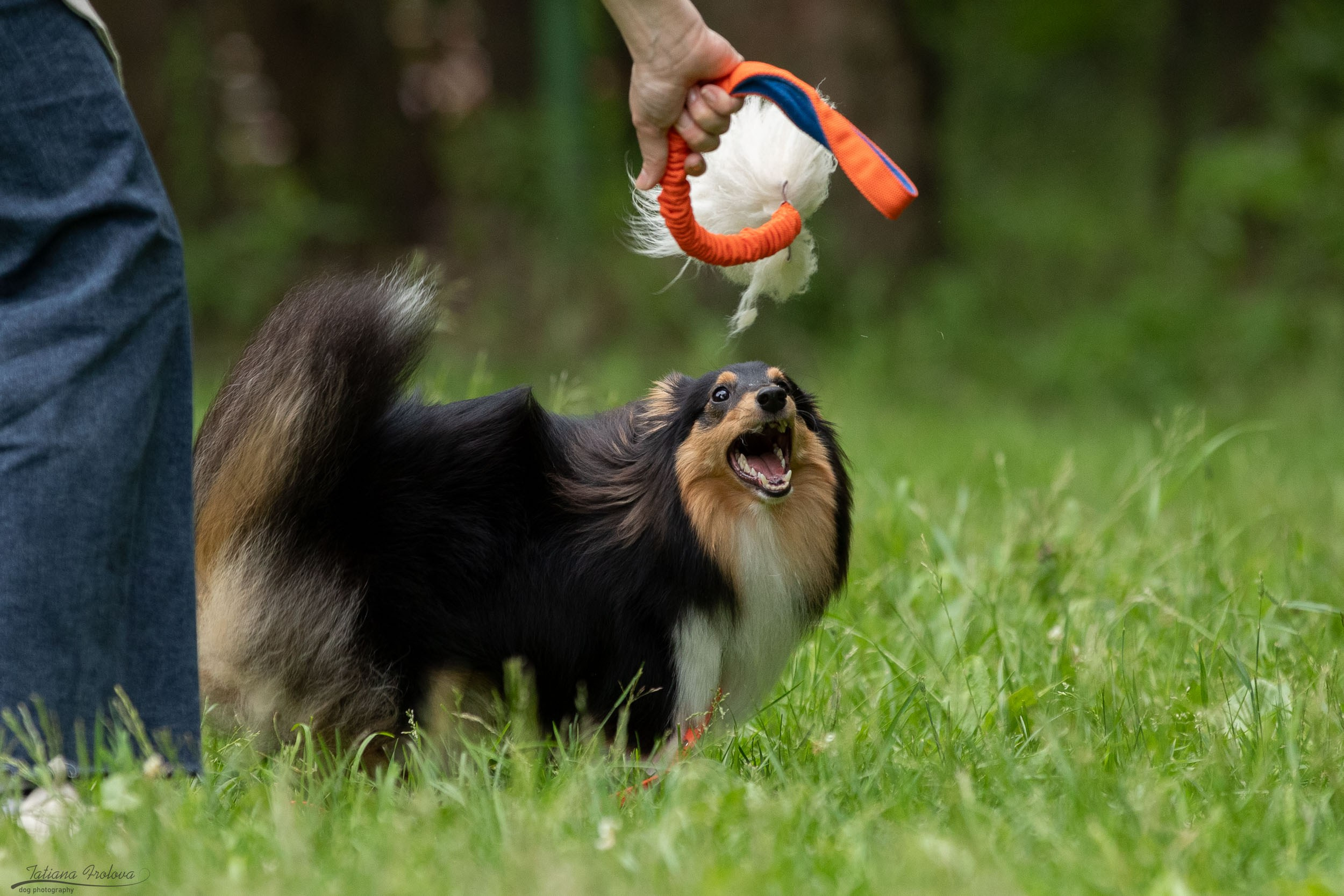 Репортаж с выводки молодняка колли/шелти в Ясенево. Фотограф-анималист в Москве и Московской области Татьяна Фролова