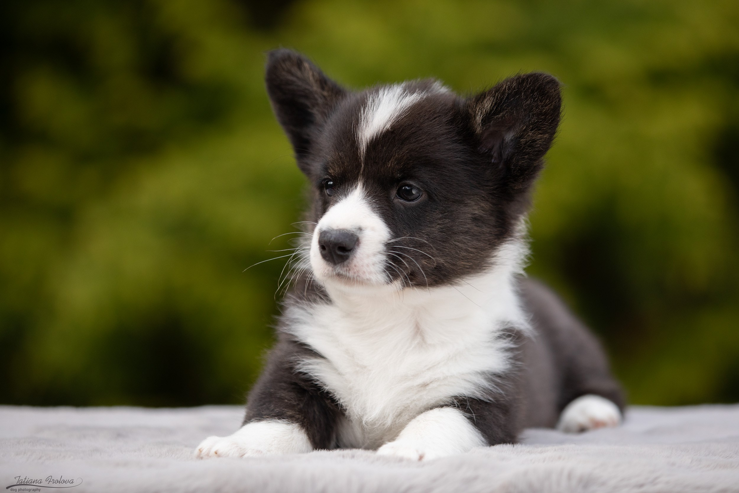 Съемка помета щенков для продажи на улице. Фотограф-анималист в Москве и Московской области Татьяна Фролова