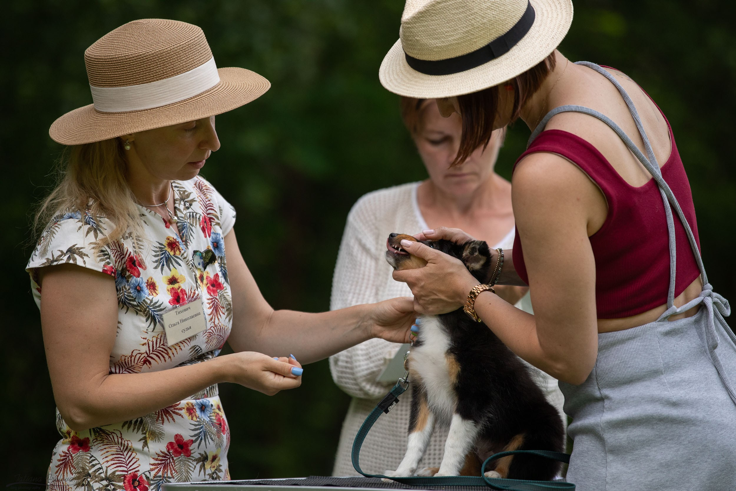 Репортаж с выводки молодняка колли/шелти в Ясенево. Фотограф-анималист в Москве и Московской области Татьяна Фролова