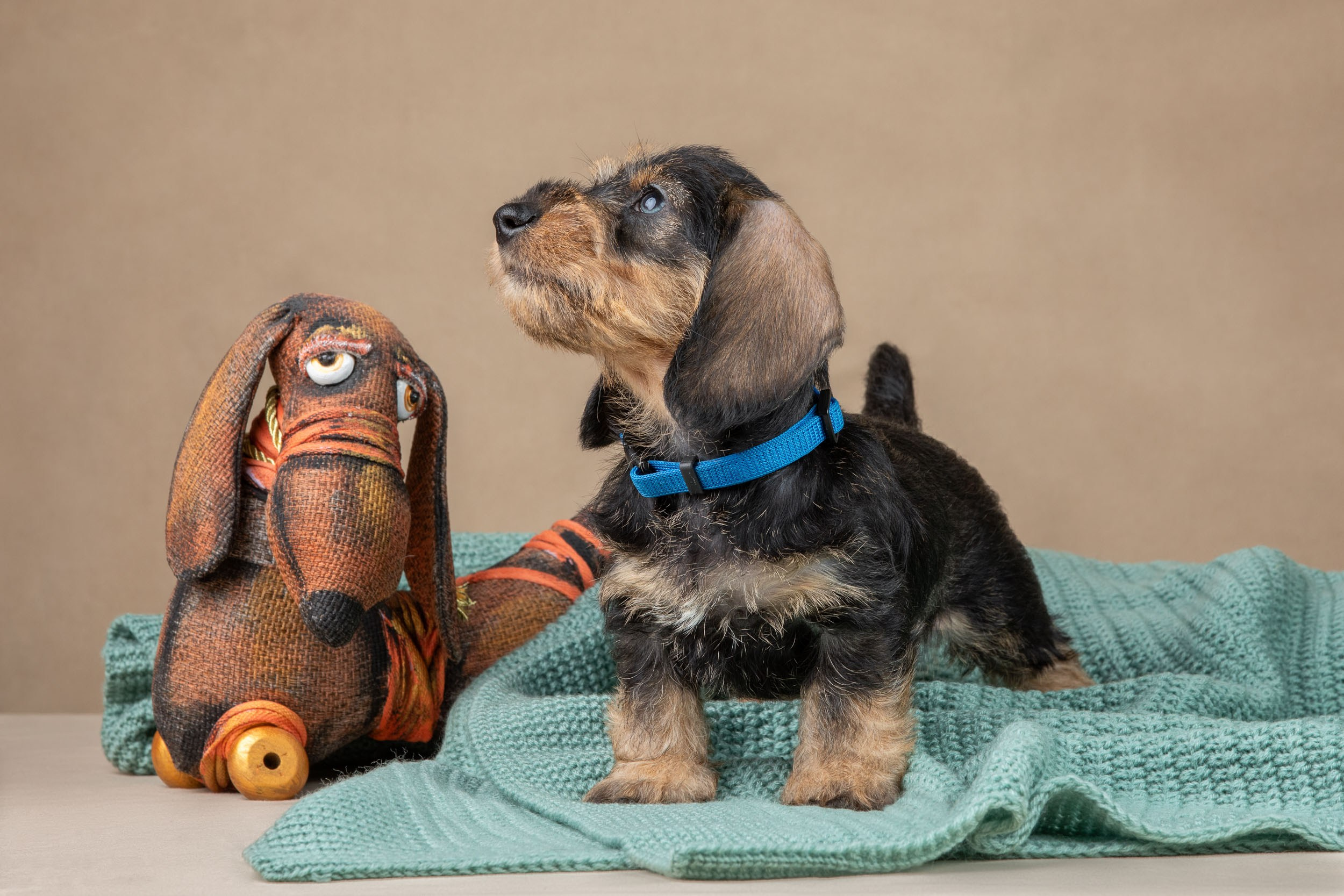 Съемка щенков жесткошерстной таксы на бежевом фоне в ящике. Фотограф-анималист в Москве и Московской области Татьяна Фролова