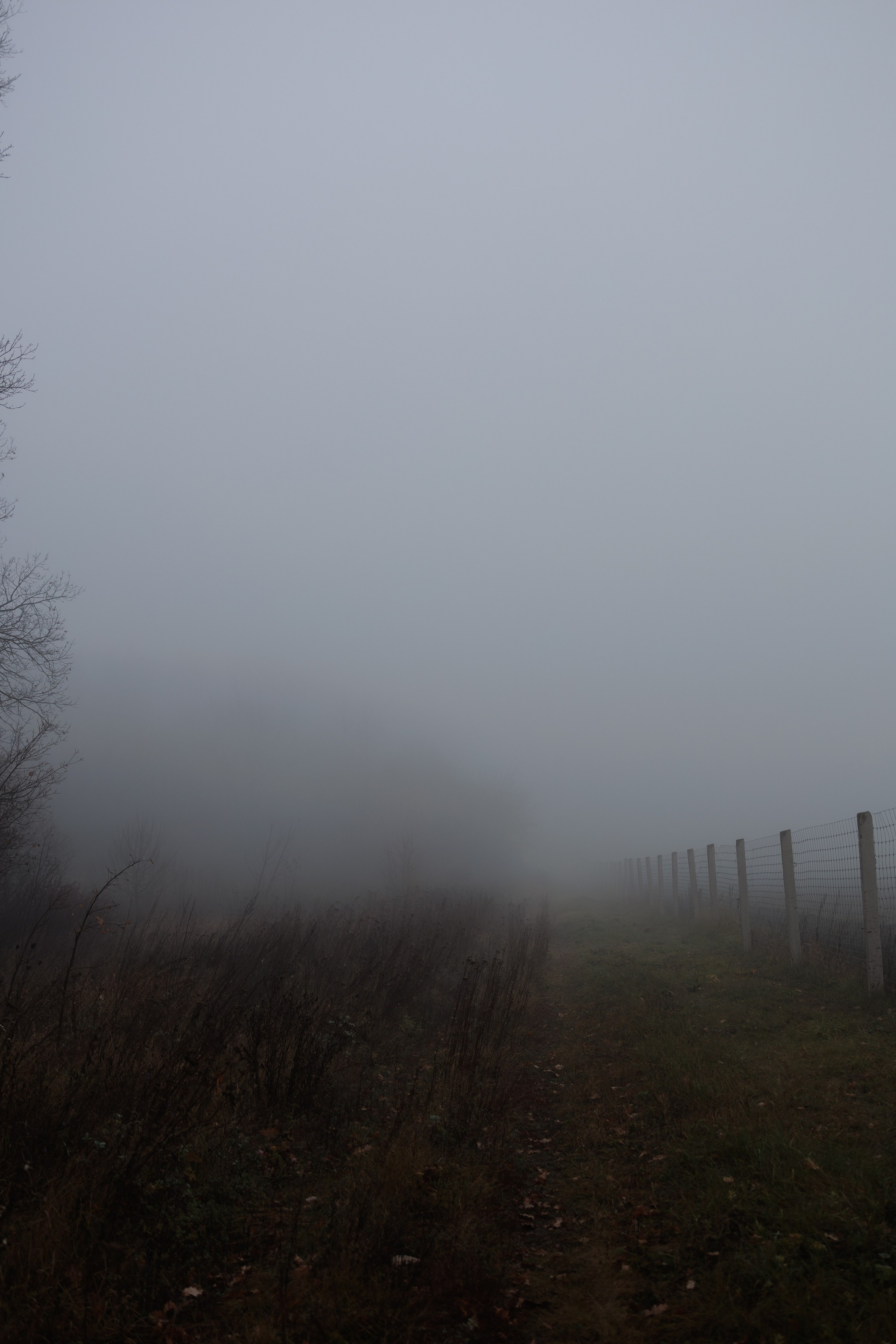 В туманном лесу. Семейный фотограф в Белгороде