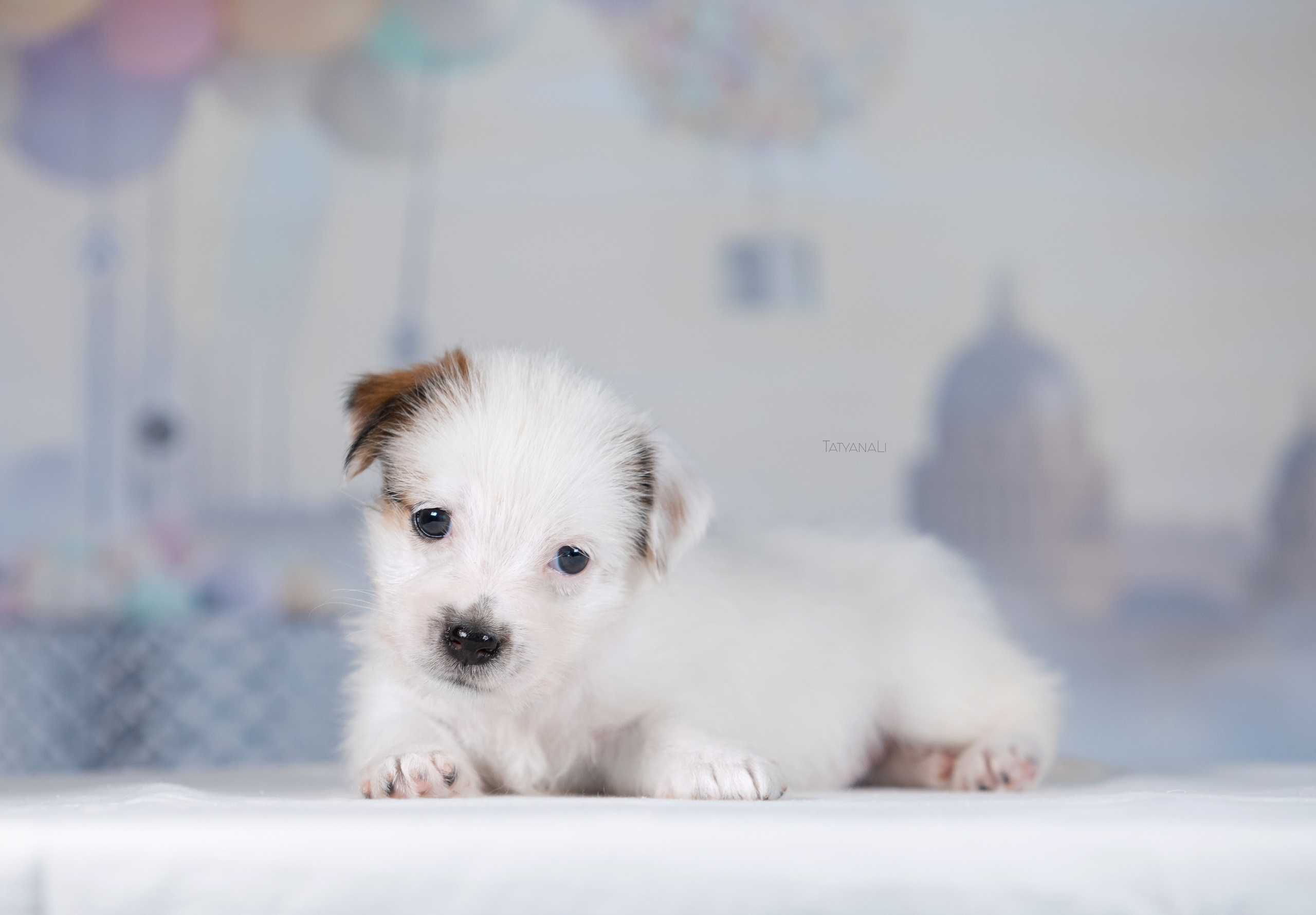 Джек-рассел-терьер. Фотограф — анималист Татьяна Ли