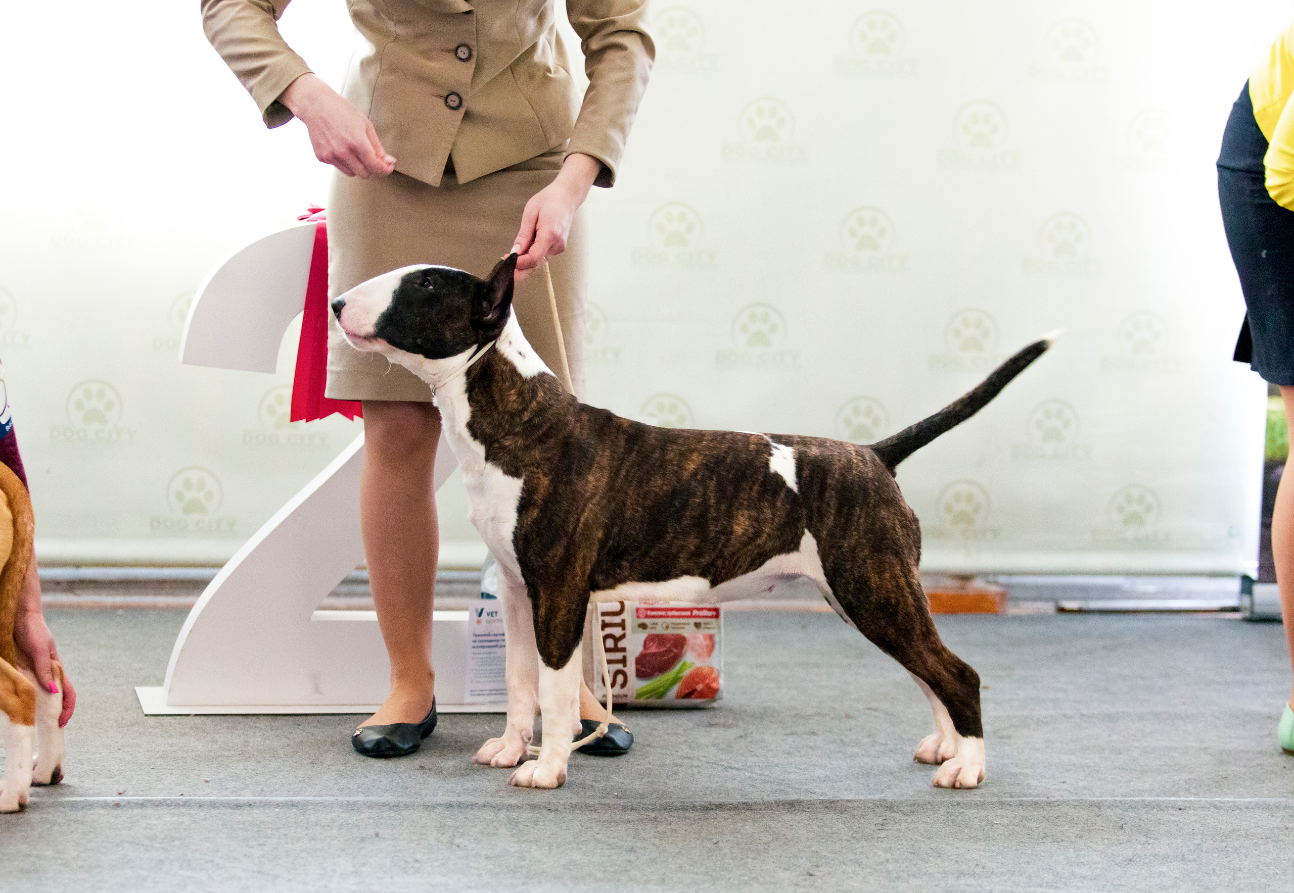 Выставки. Фотограф — анималист Татьяна Ли