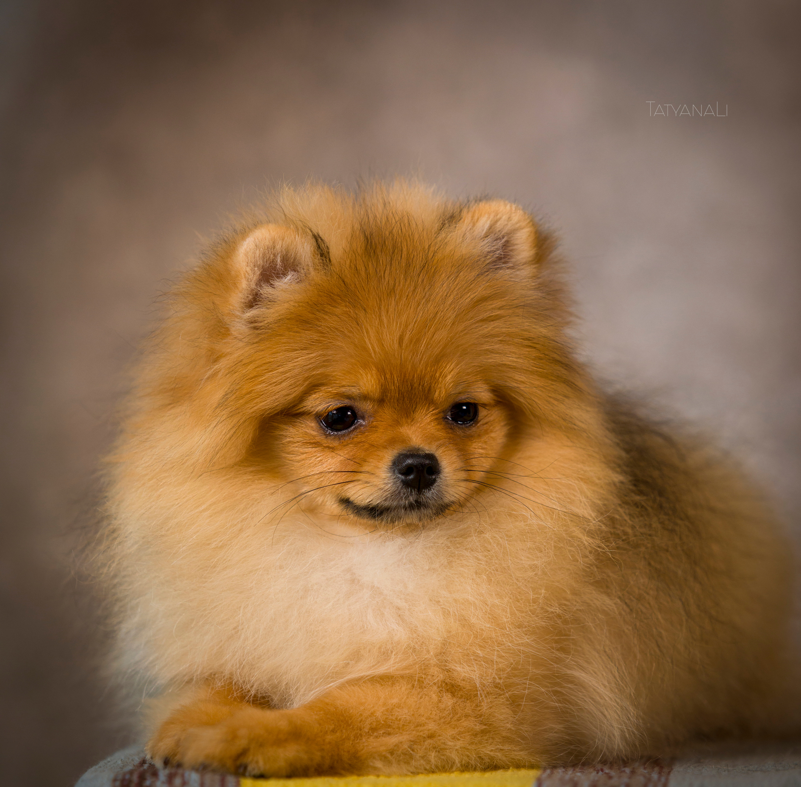 Шпиц. Фотограф — анималист Татьяна Ли