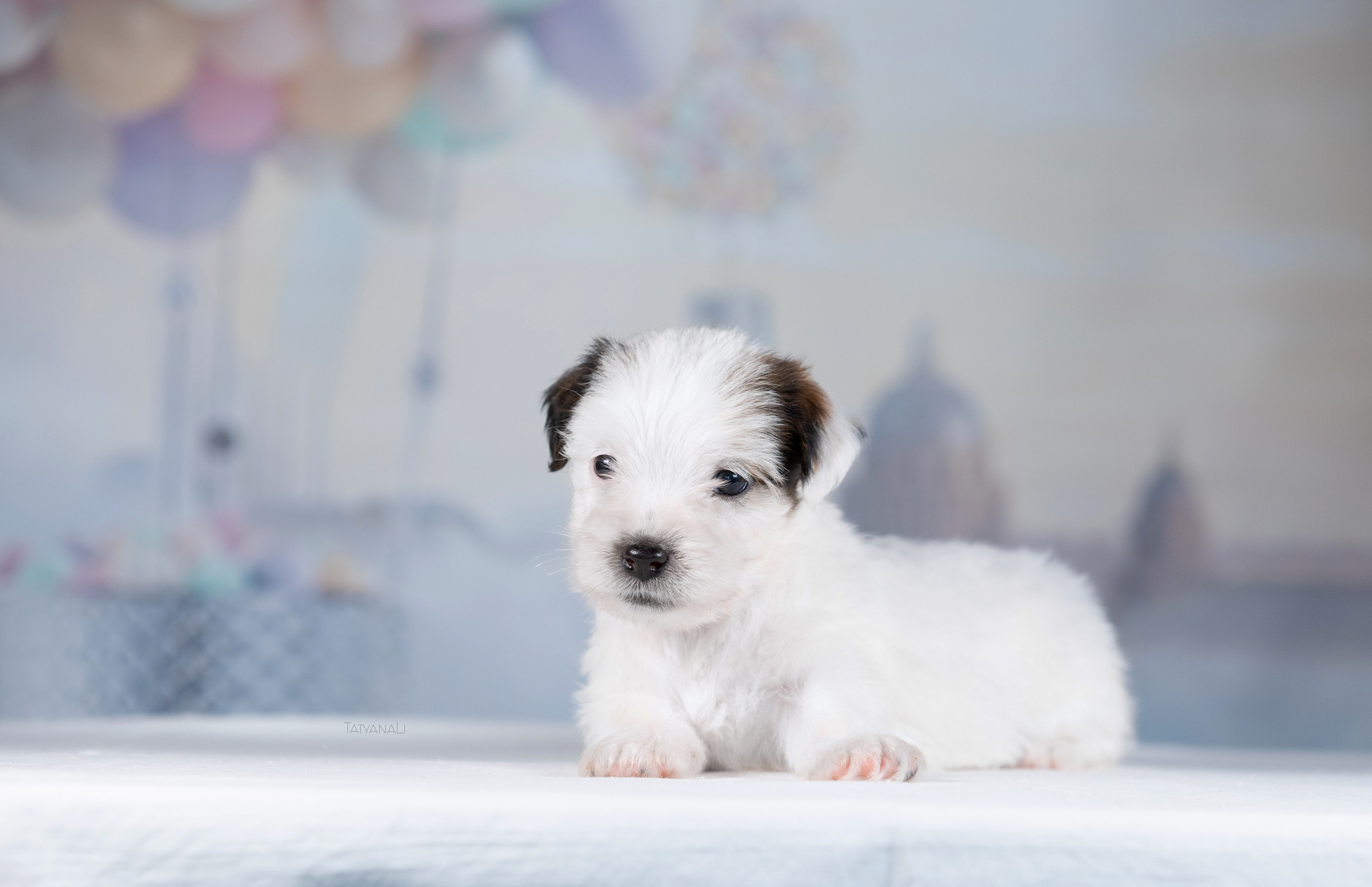 Джек-рассел-терьер. Фотограф — анималист Татьяна Ли