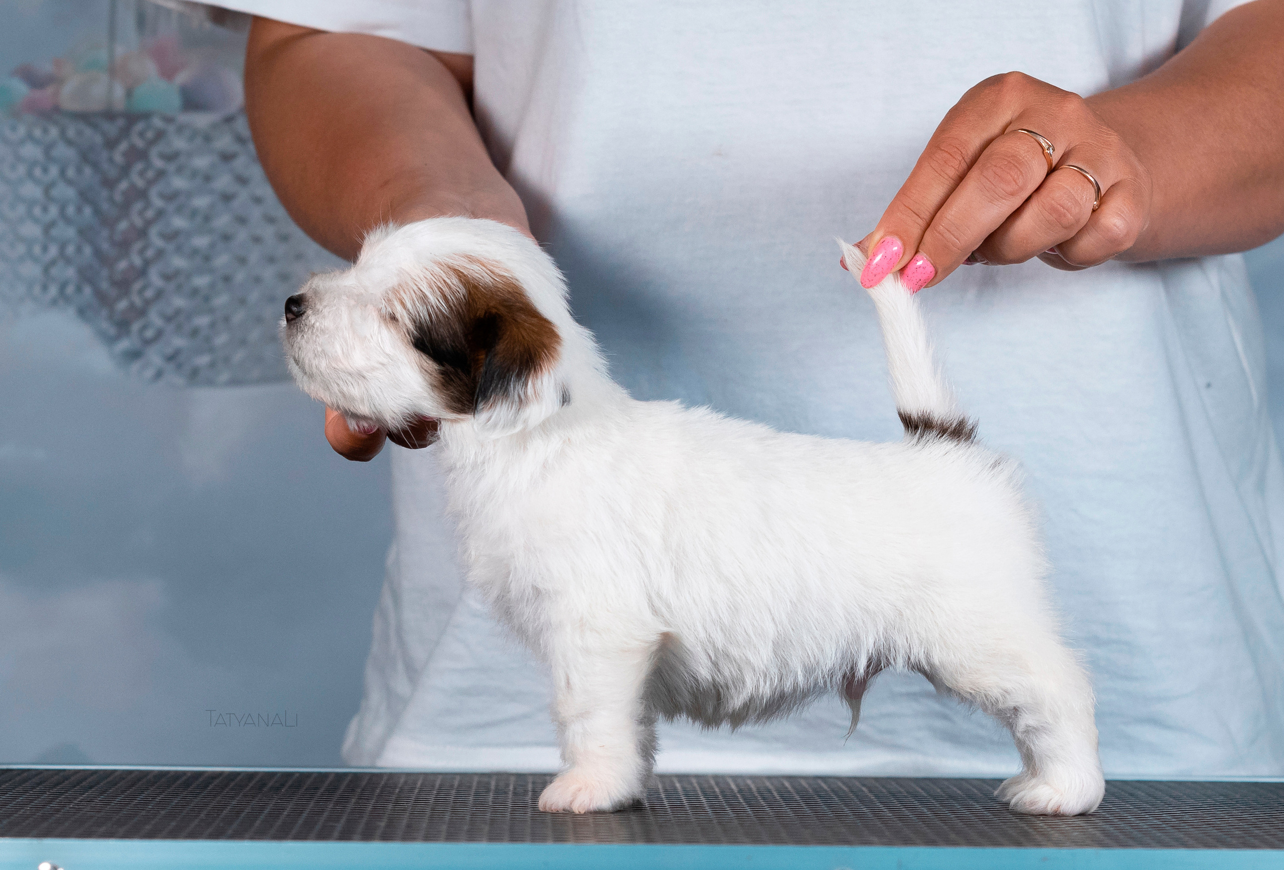 Джек-рассел-терьер. Фотограф — анималист Татьяна Ли